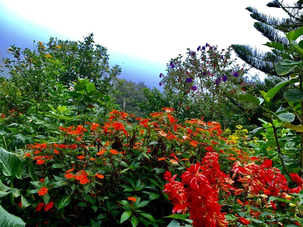Finca Neblina del Bosque