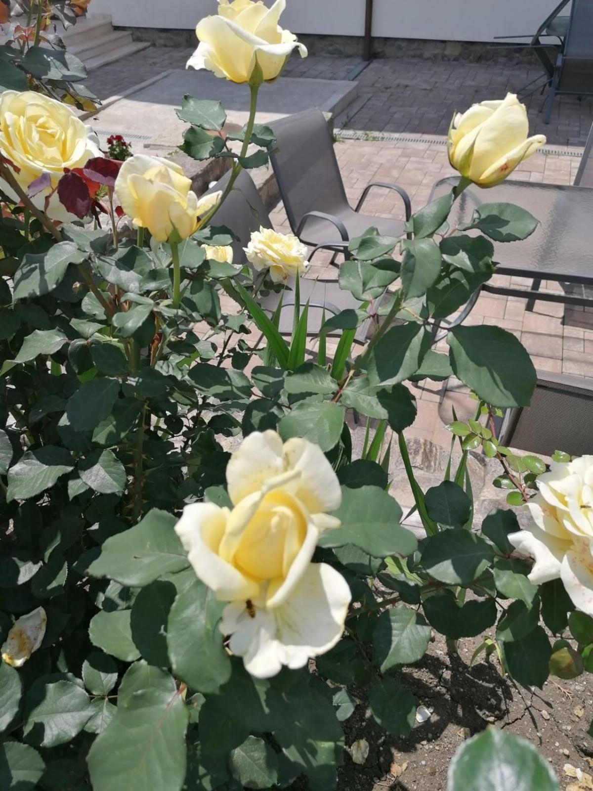 Photo 45