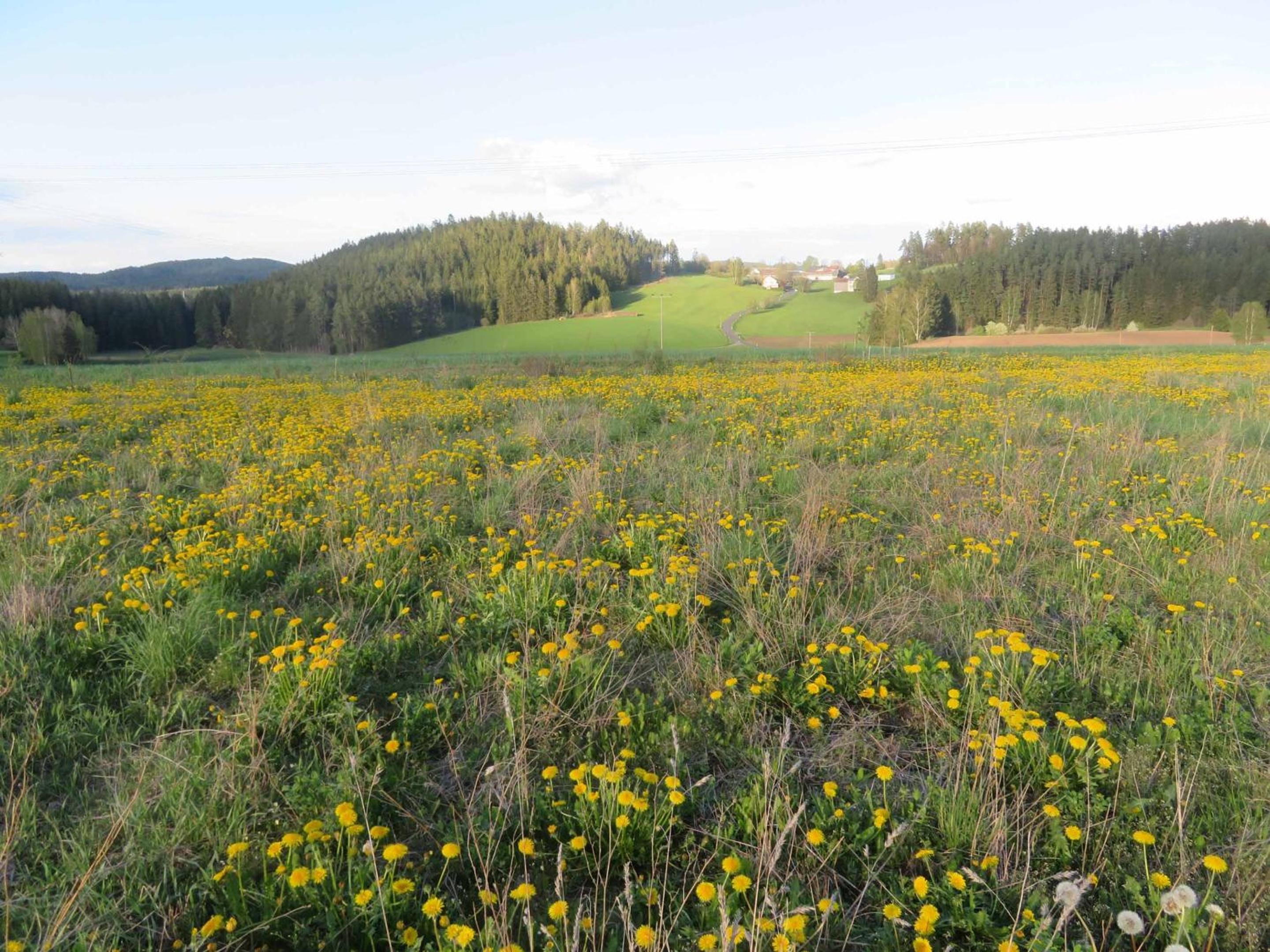 Ferienhaus Waldblick