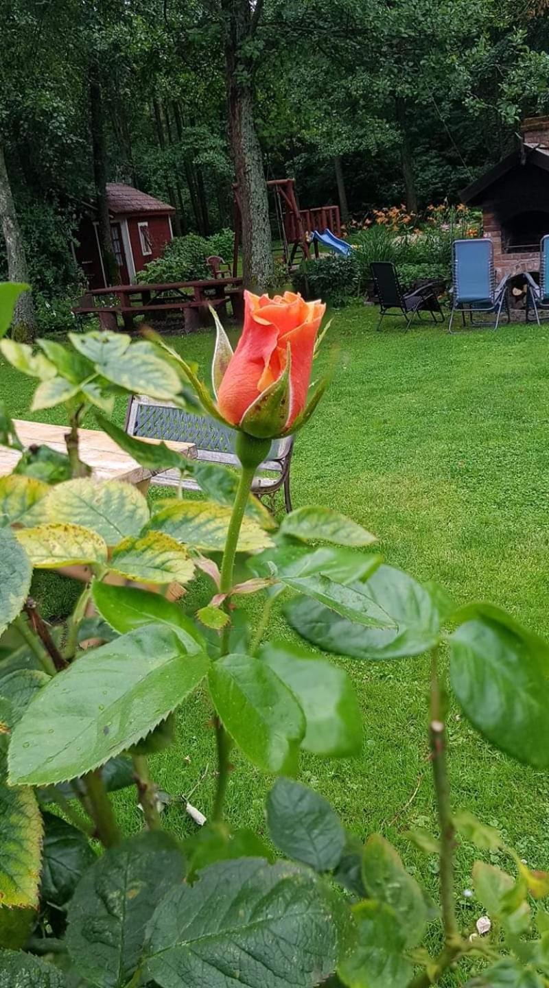 Photo 29