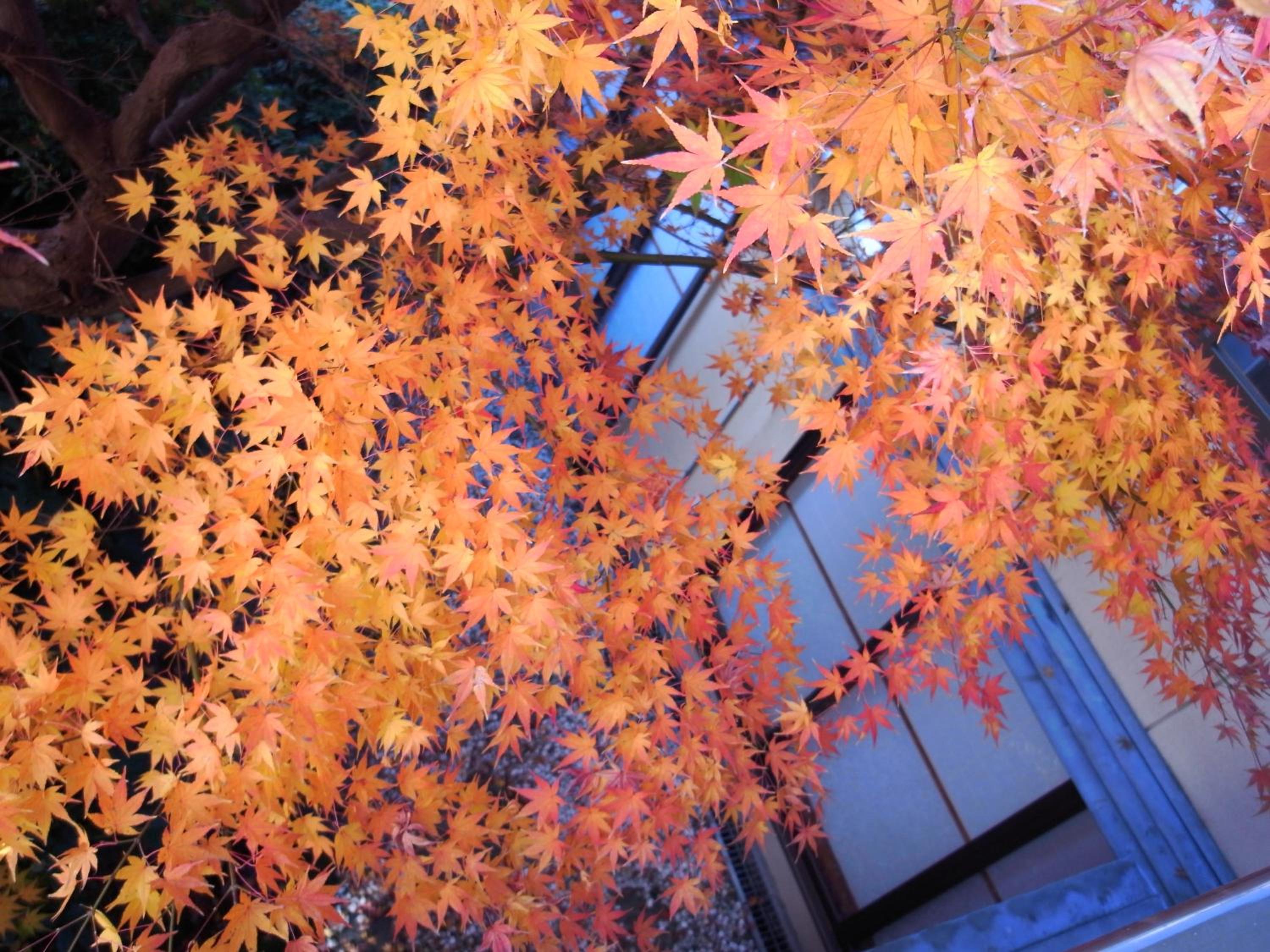 Ryokan Yamamuro