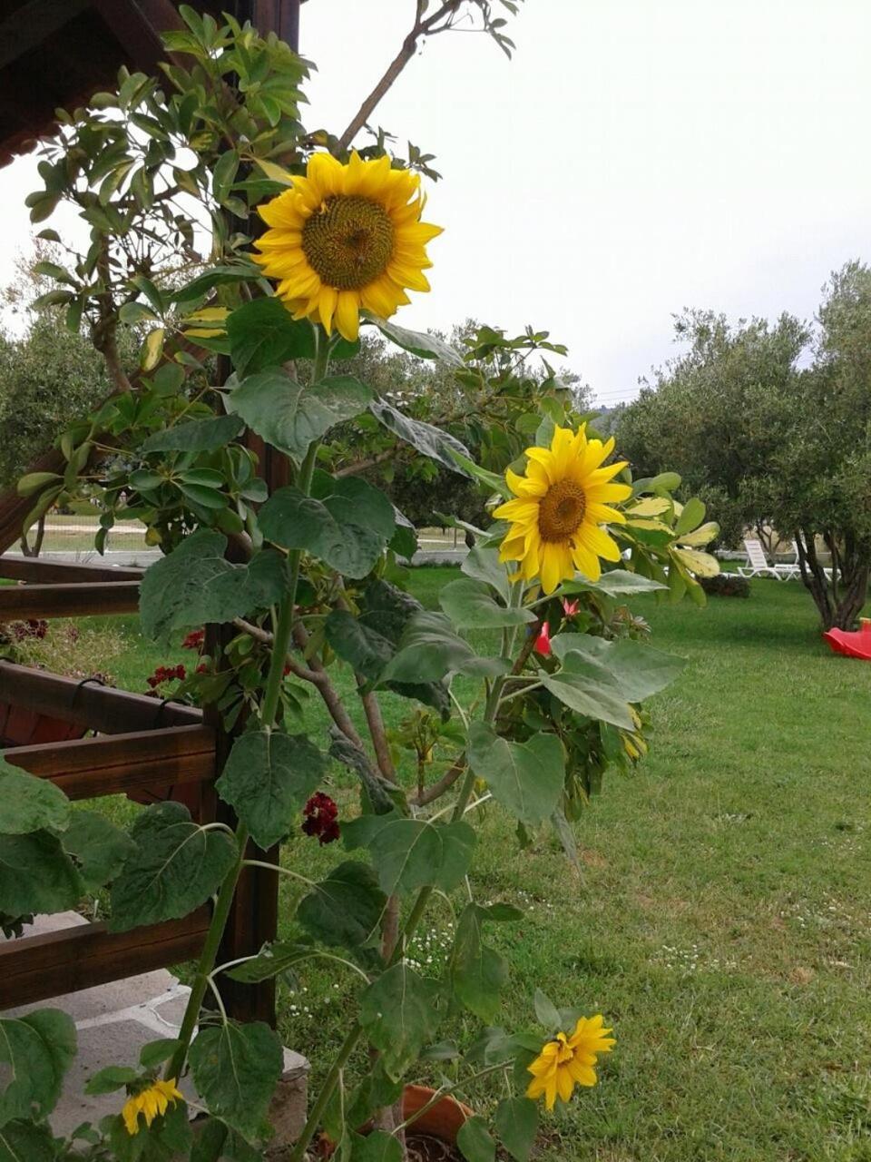 Photo 20