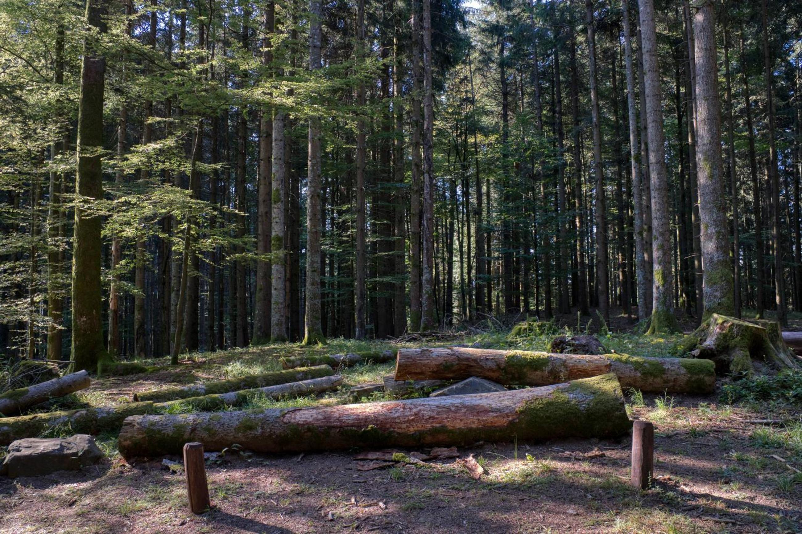 Photo 41