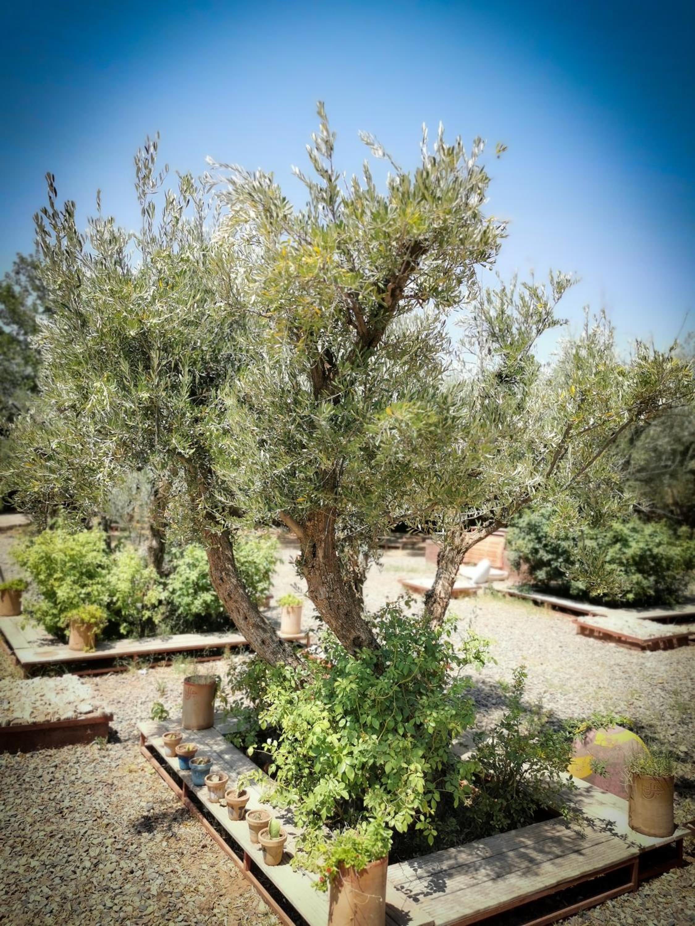Jnan Lotf Marrakech - Le Jardin de la Bienveillance