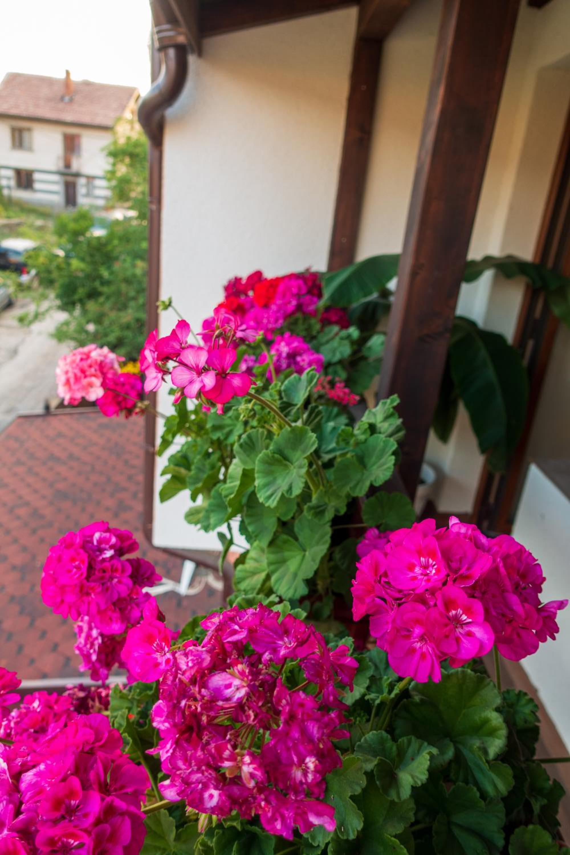 Guest House Markovi