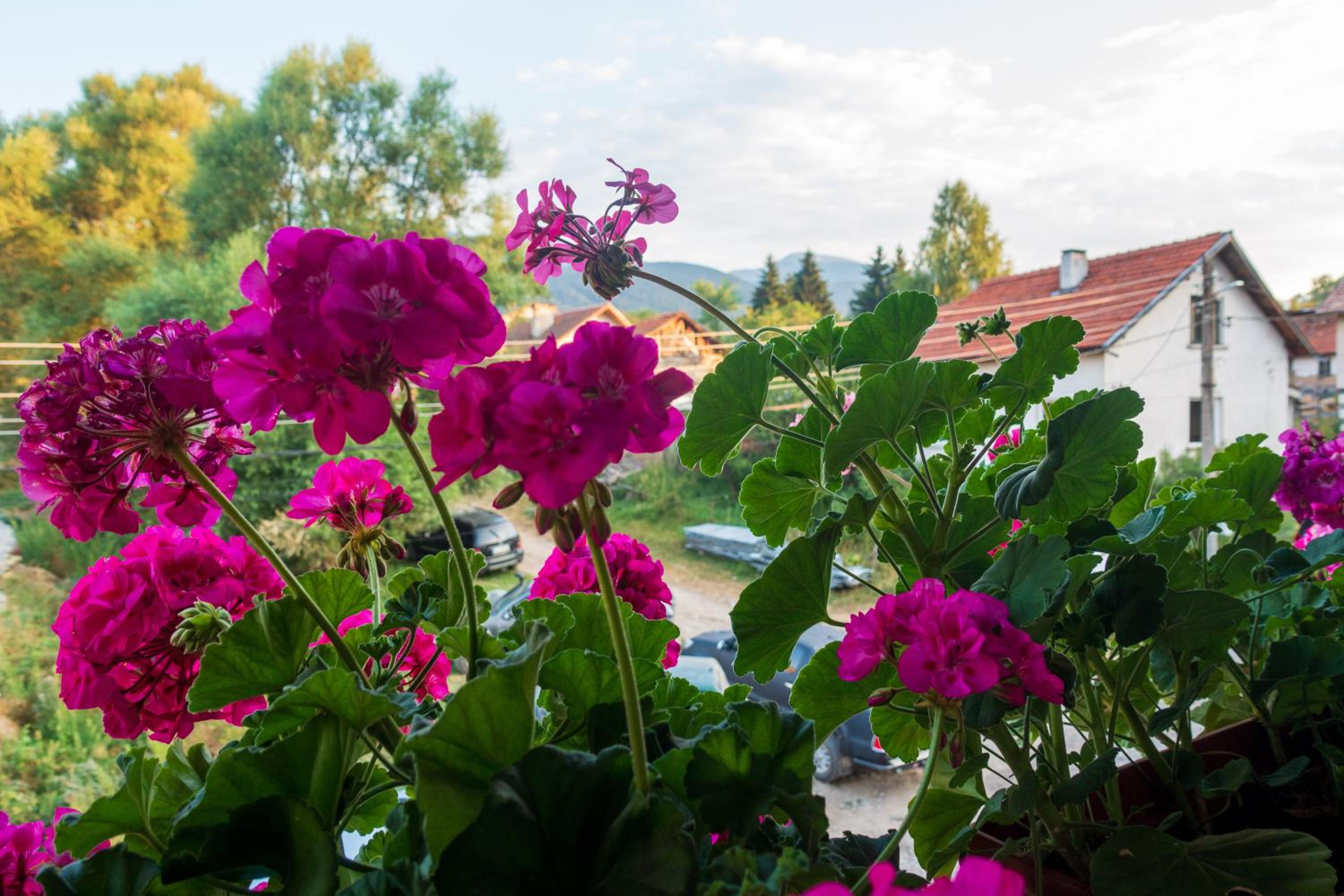 Guest House Markovi
