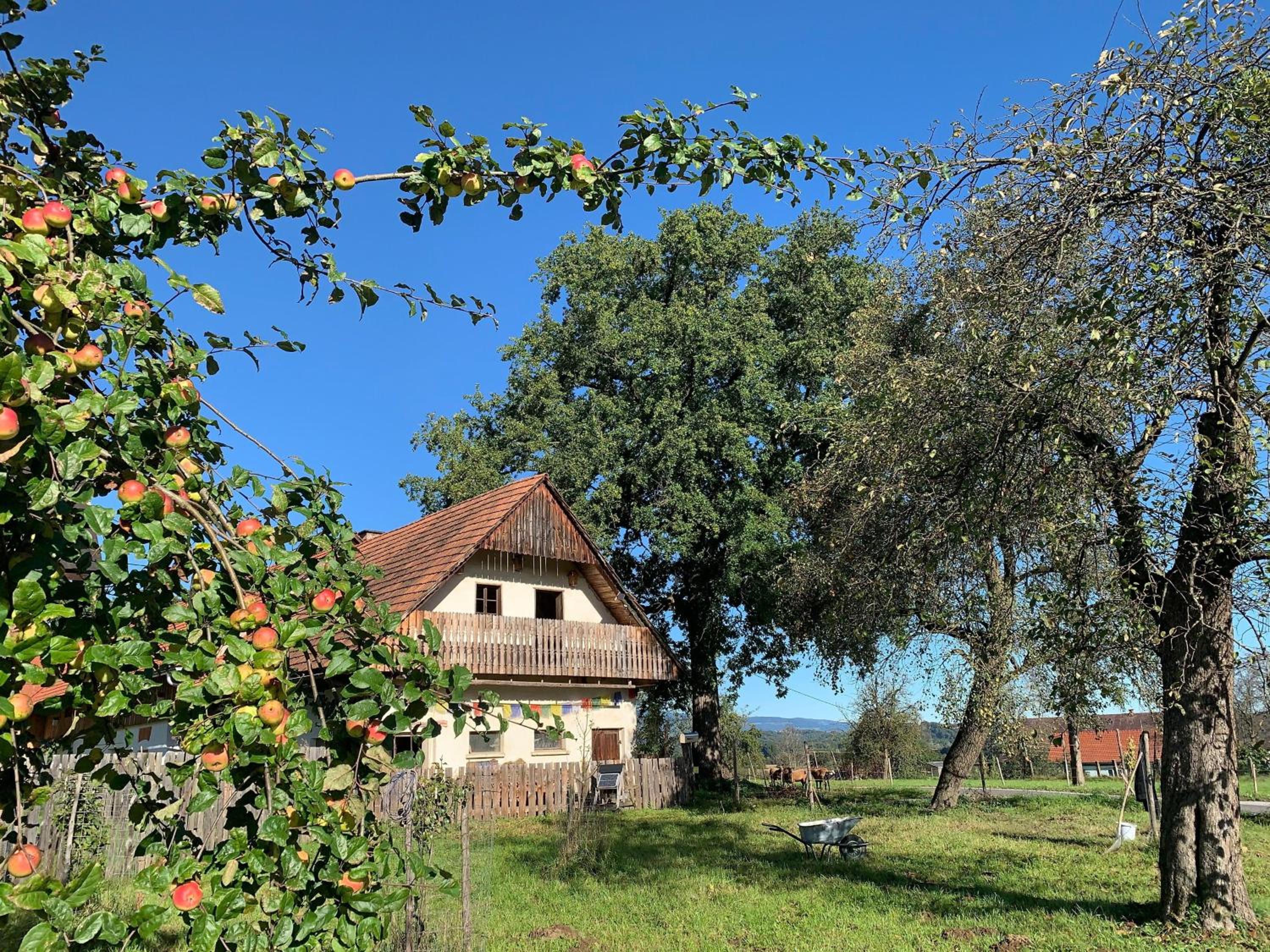 Kellerstoeckl-am-veganen-Bio-Lebenshof-nur-fuer-Hundefreunde-empfohlen