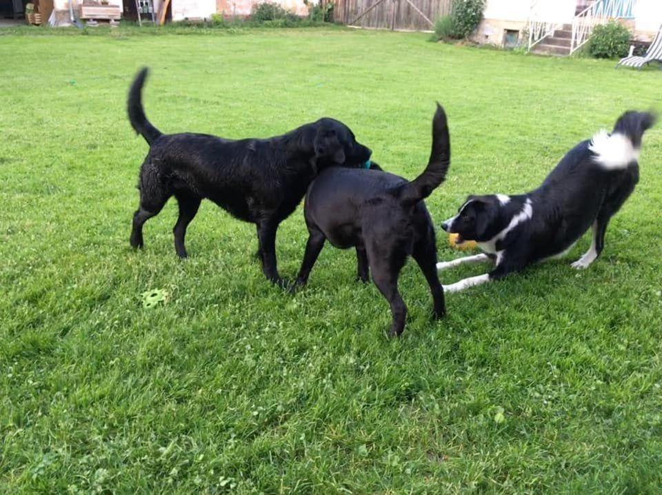 Kellerstoeckl-am-veganen-Bio-Lebenshof-nur-fuer-Hundefreunde-empfohlen