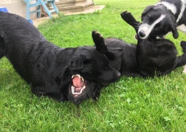 Kellerstoeckl-am-veganen-Bio-Lebenshof-nur-fuer-Hundefreunde-empfohlen