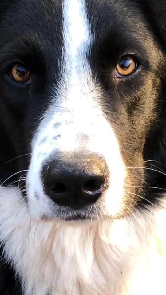 Kellerstoeckl-am-veganen-Bio-Lebenshof-nur-fuer-Hundefreunde-empfohlen