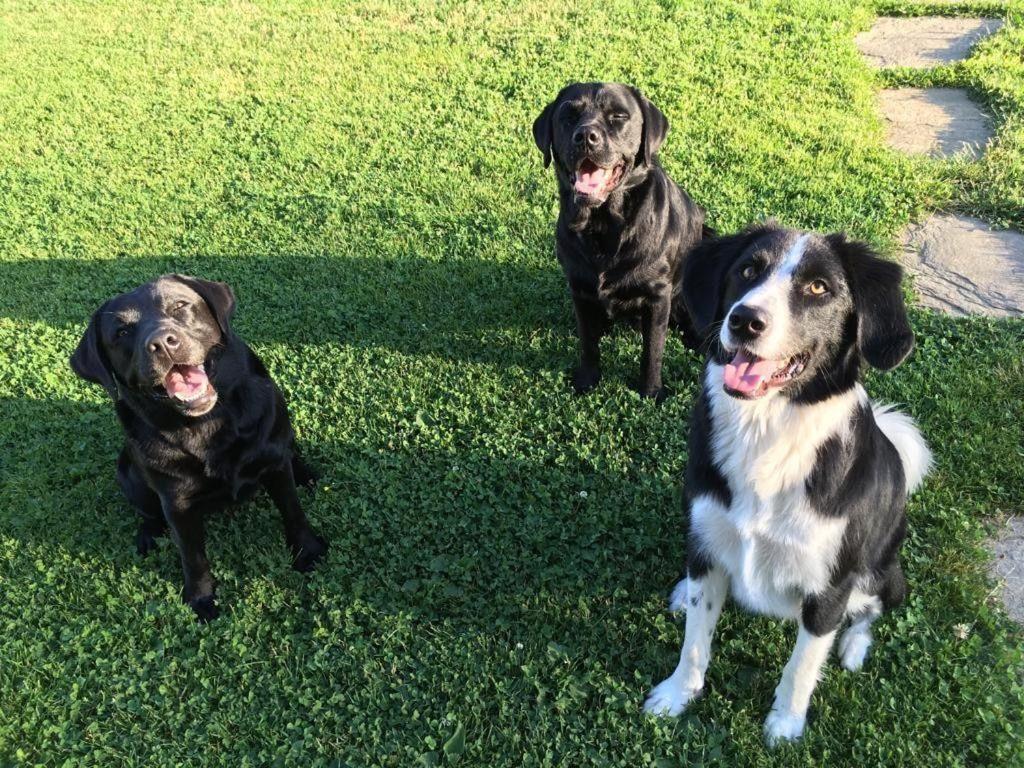 Kellerstoeckl-am-veganen-Bio-Lebenshof-nur-fuer-Hundefreunde-empfohlen