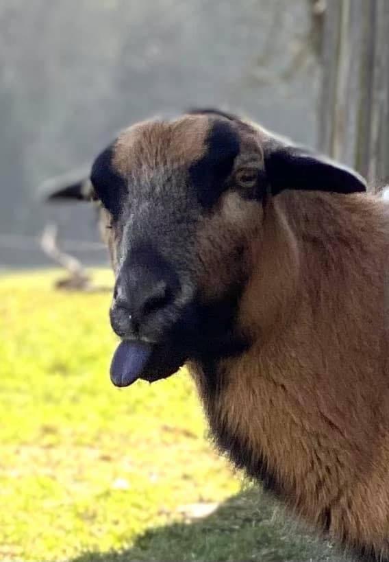 Kellerstoeckl-am-veganen-Bio-Lebenshof-nur-fuer-Hundefreunde-empfohlen