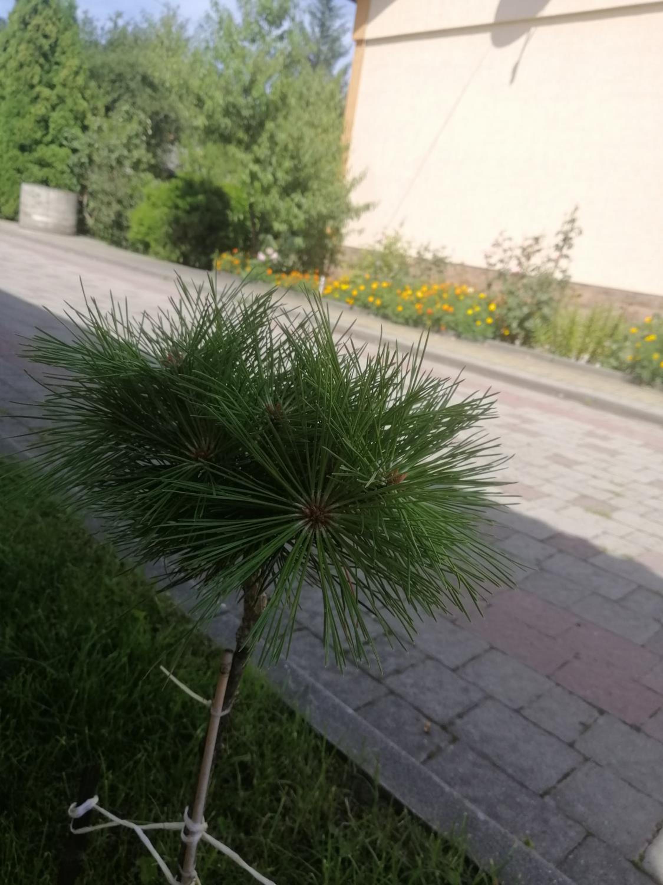 Photo 57