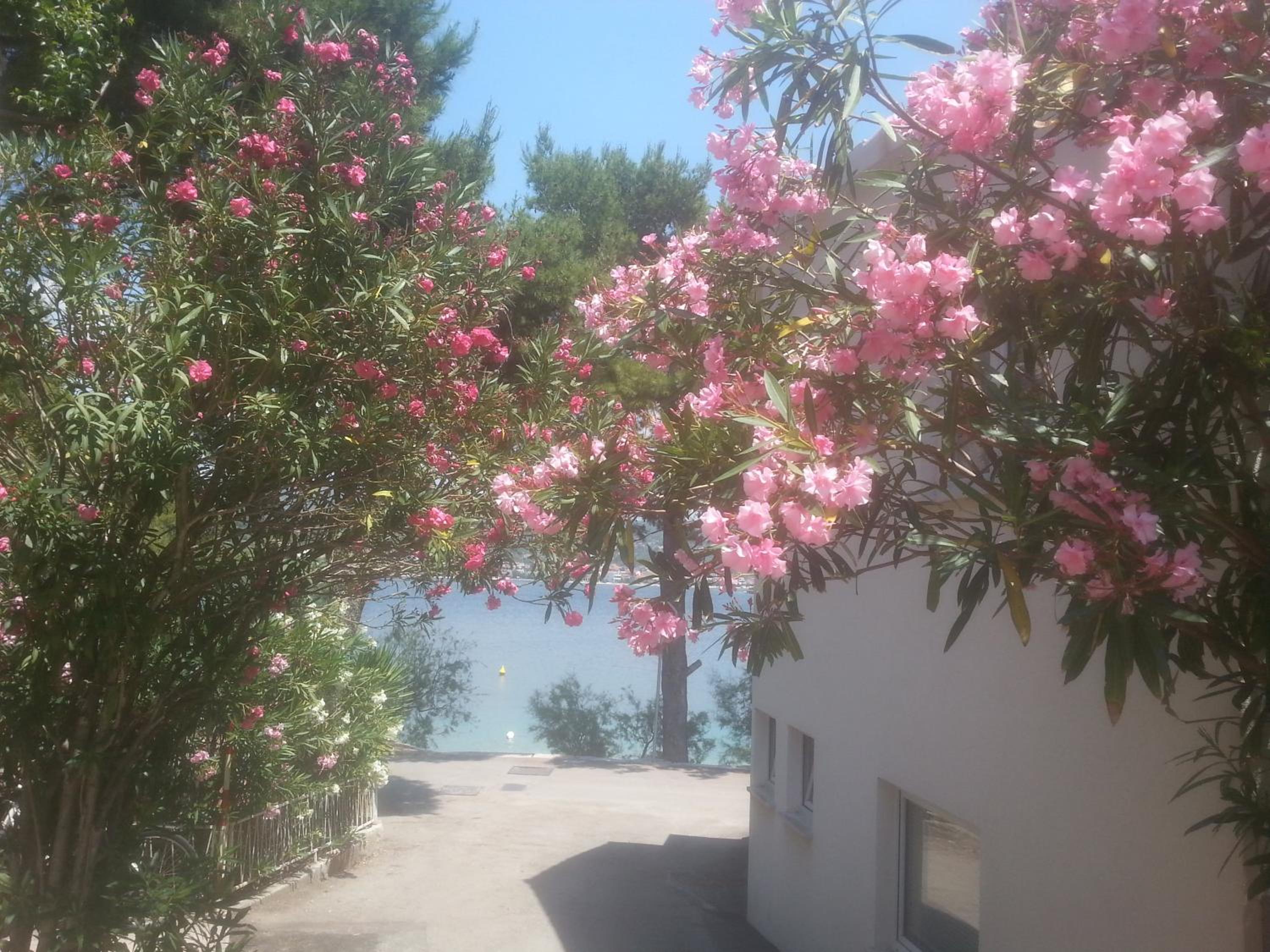 apartmani Milenka view 2