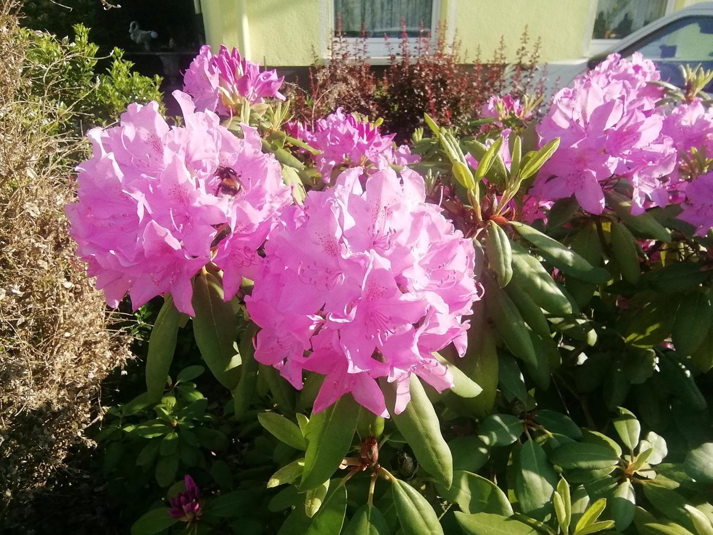 Pension Ramona - Hotel Garni