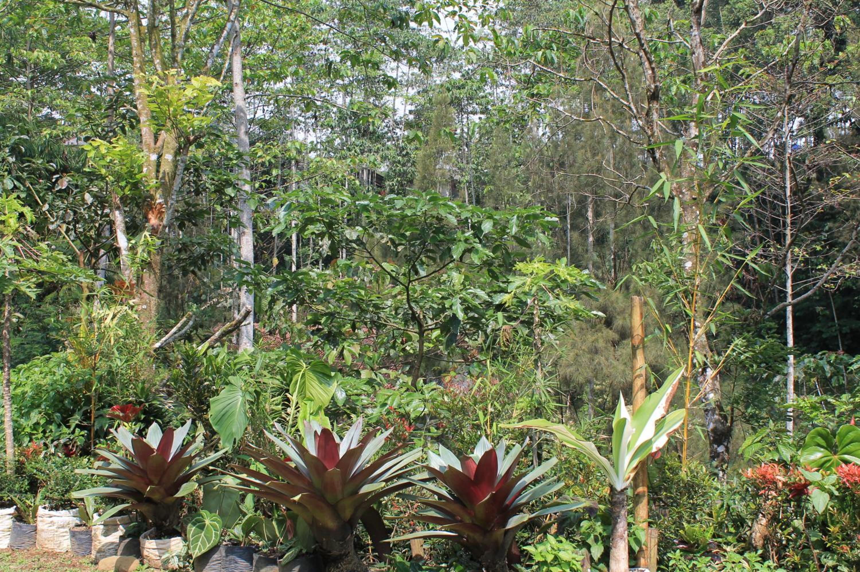 The Forest Villa view 2