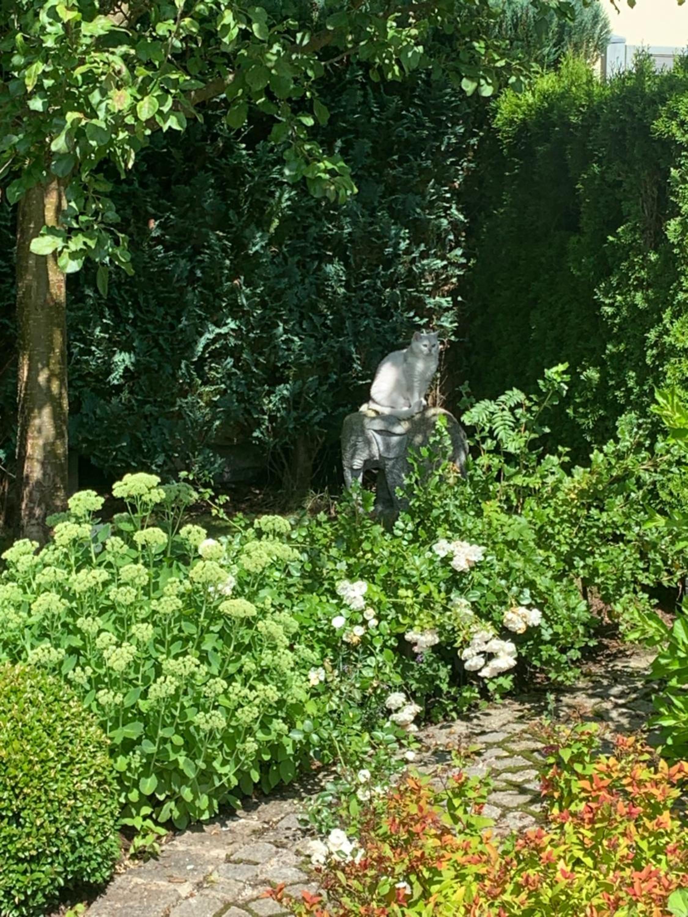 Bezaubernde Ferienwohnung mit Rosengarten