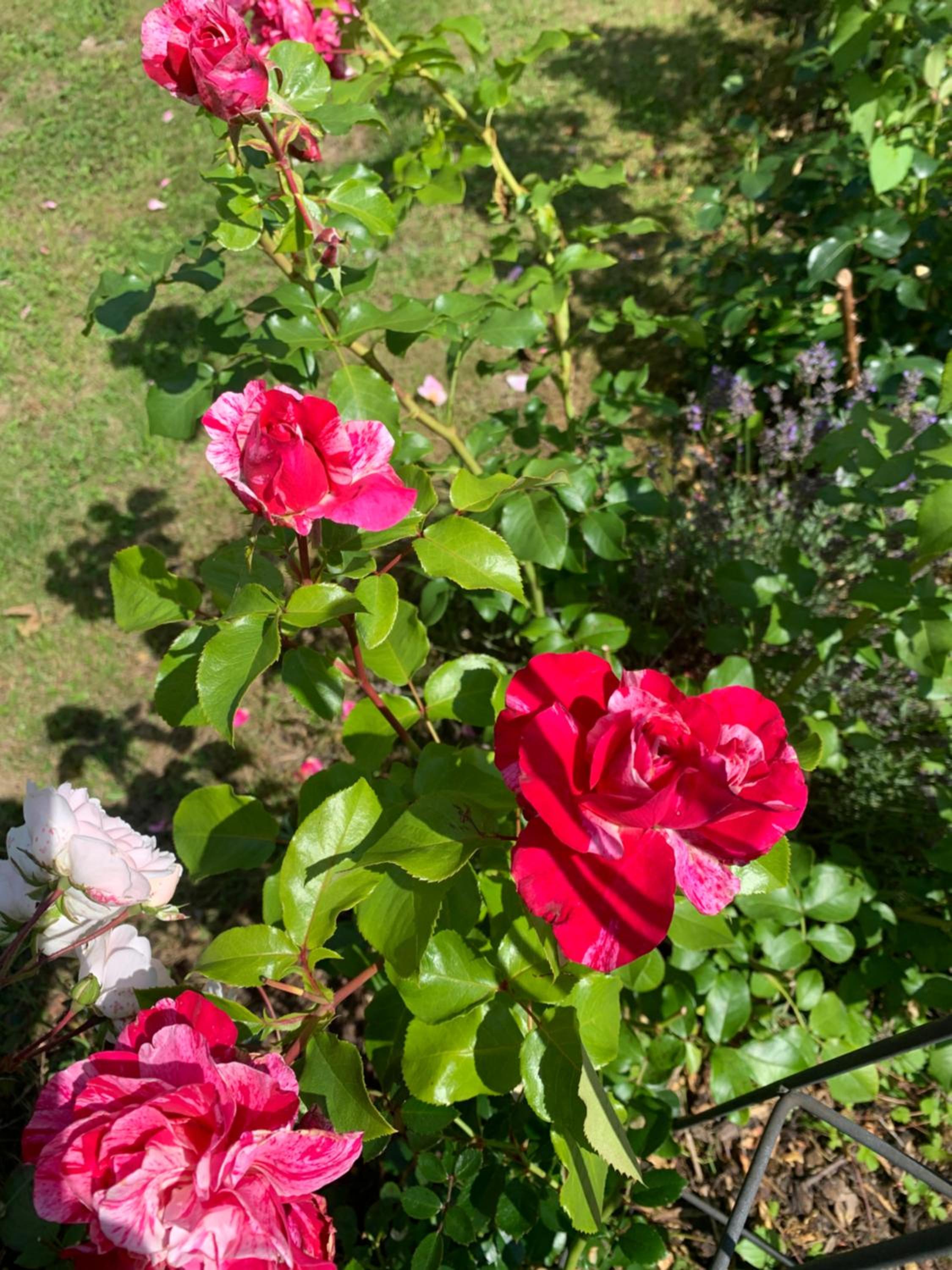 Bezaubernde Ferienwohnung mit Rosengarten