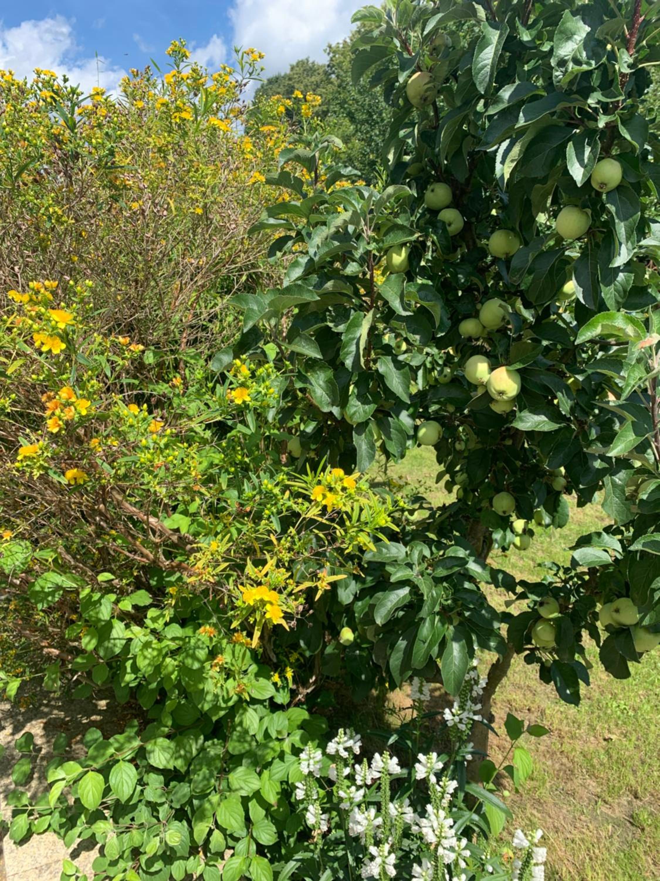Bezaubernde Ferienwohnung mit Rosengarten
