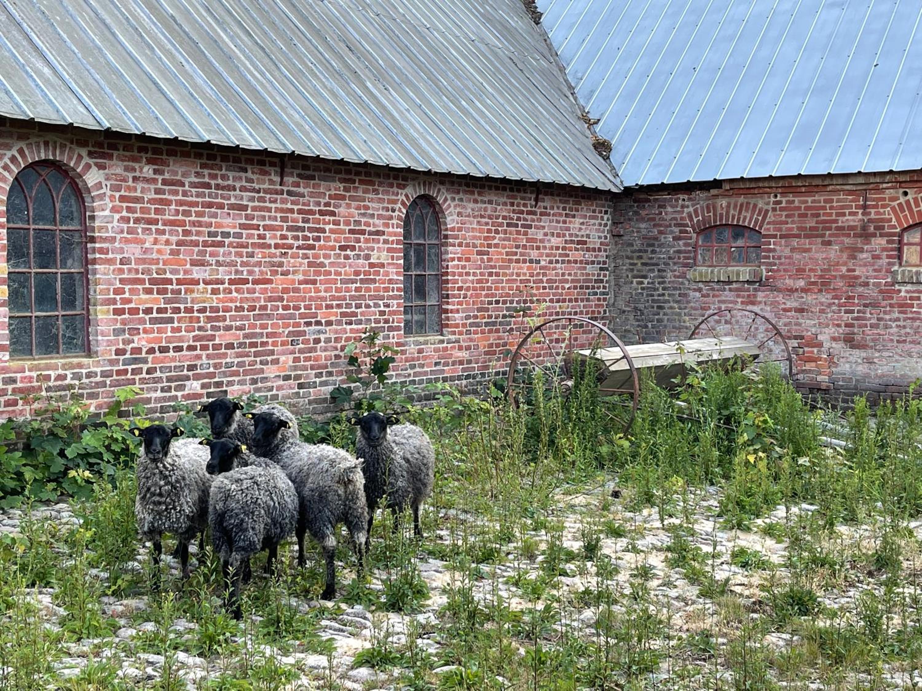 Store Stensig (landlig idyl ved Frederikshavn)