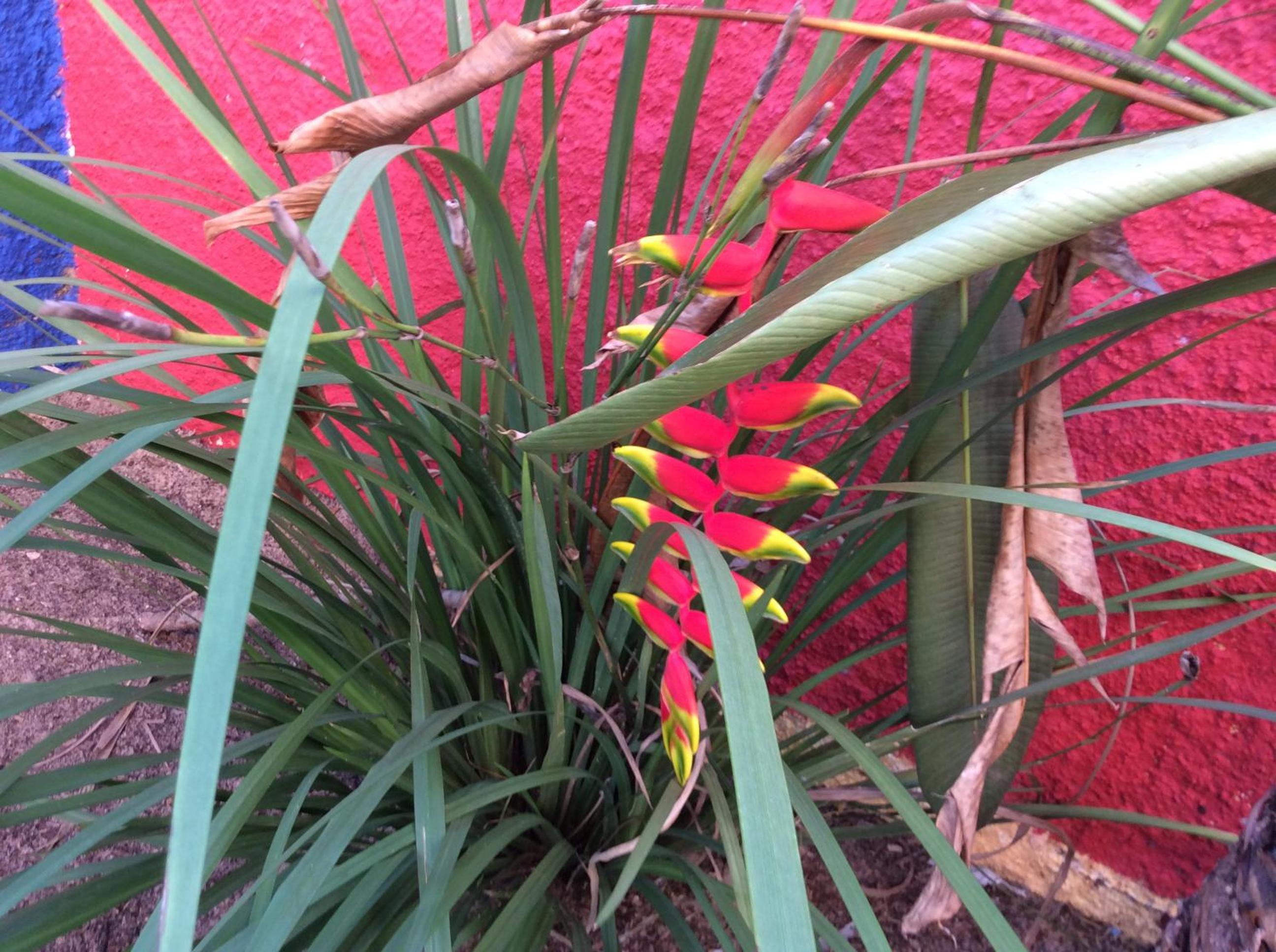 Casa do Jardim- Villa Botanica