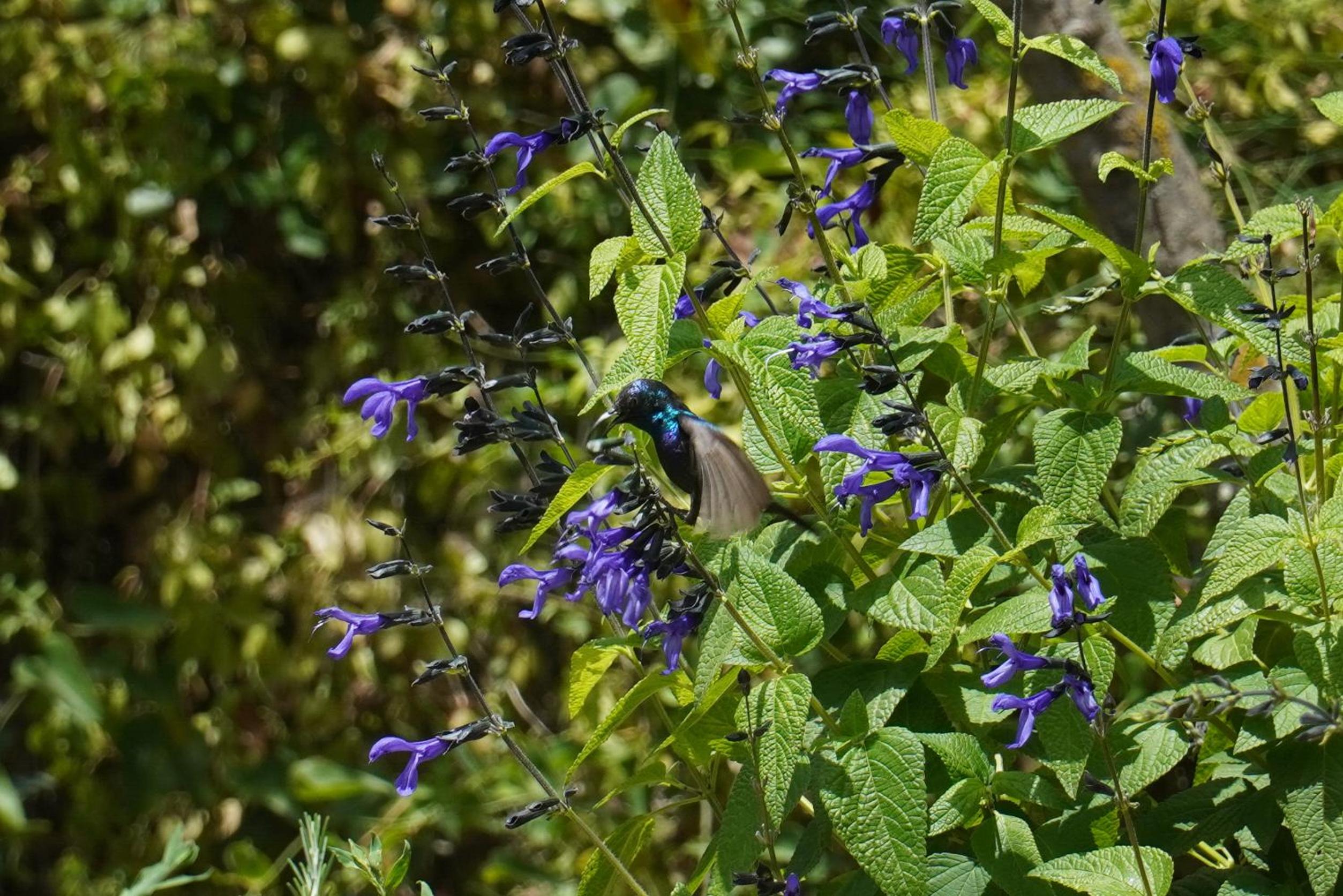 בקתות בית מאיר אבירים - זמן בריאה, photo 67