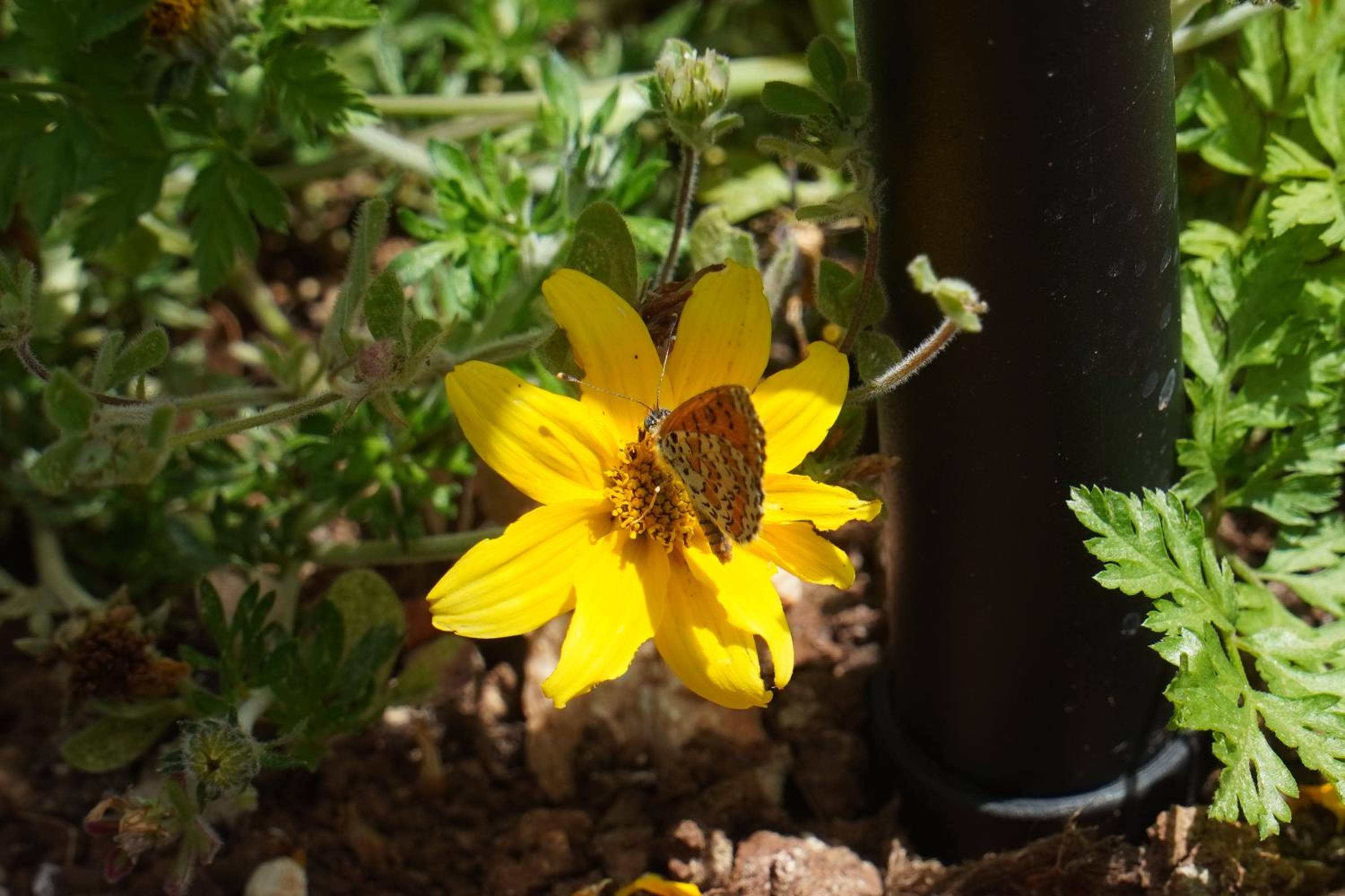 בקתות בית מאיר אבירים - זמן בריאה, photo 24