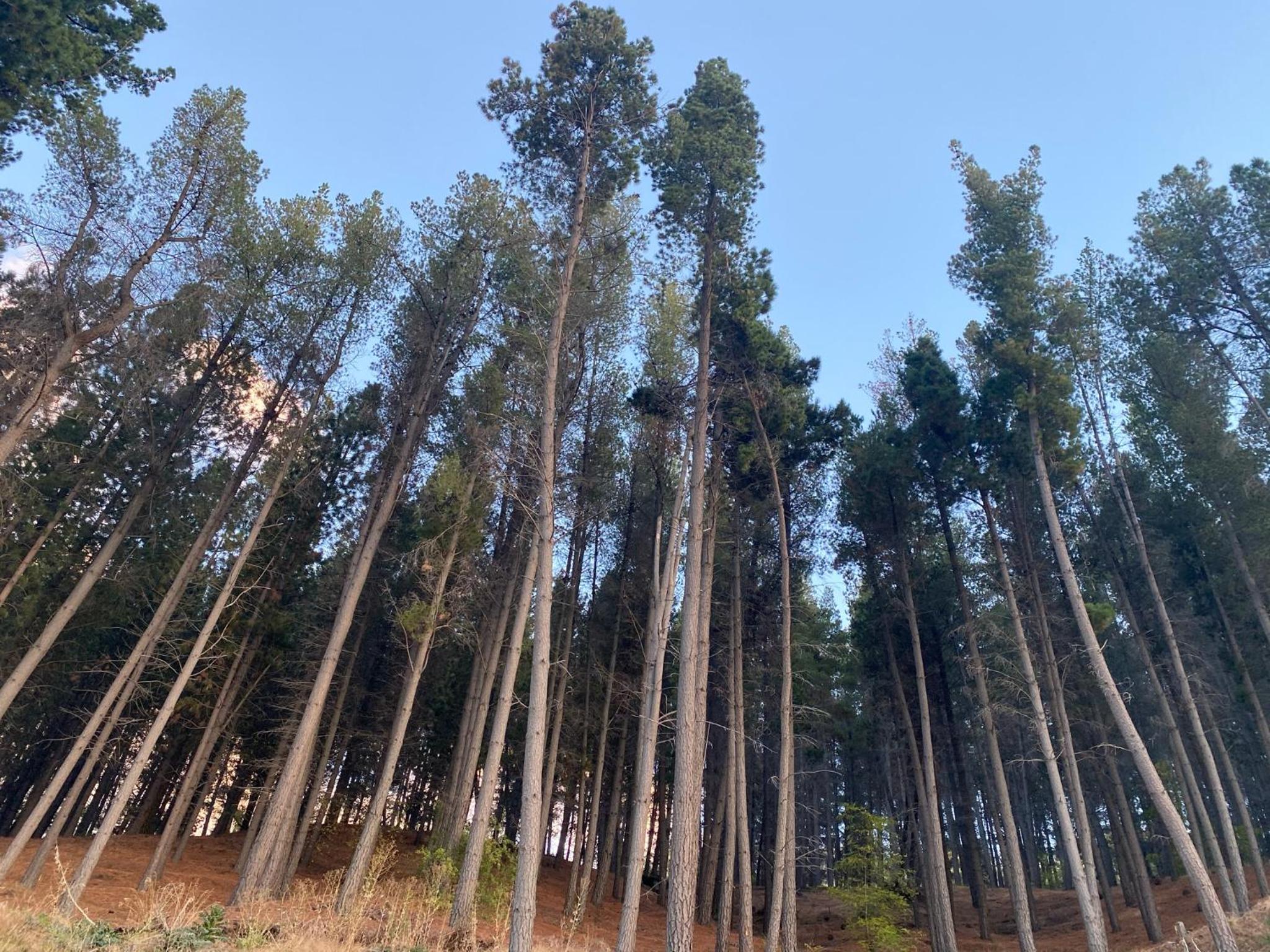Altos de Esquel