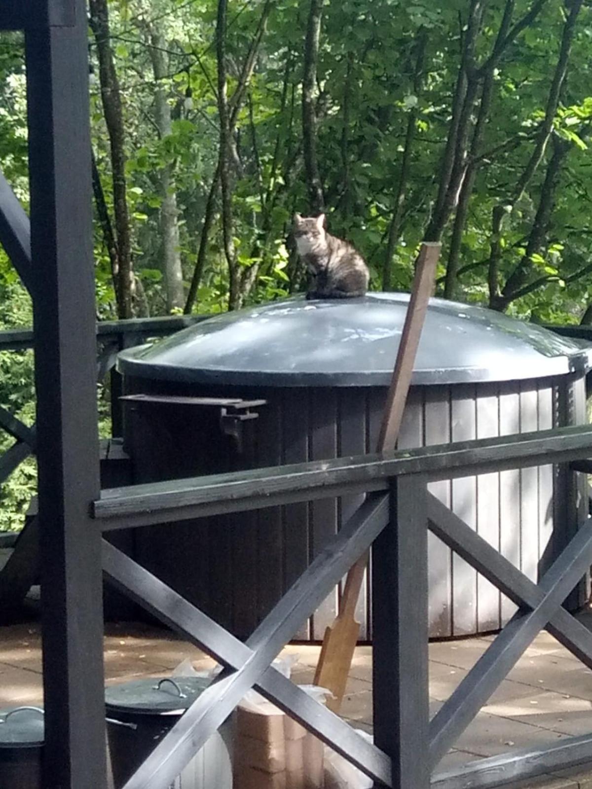 Photo 44