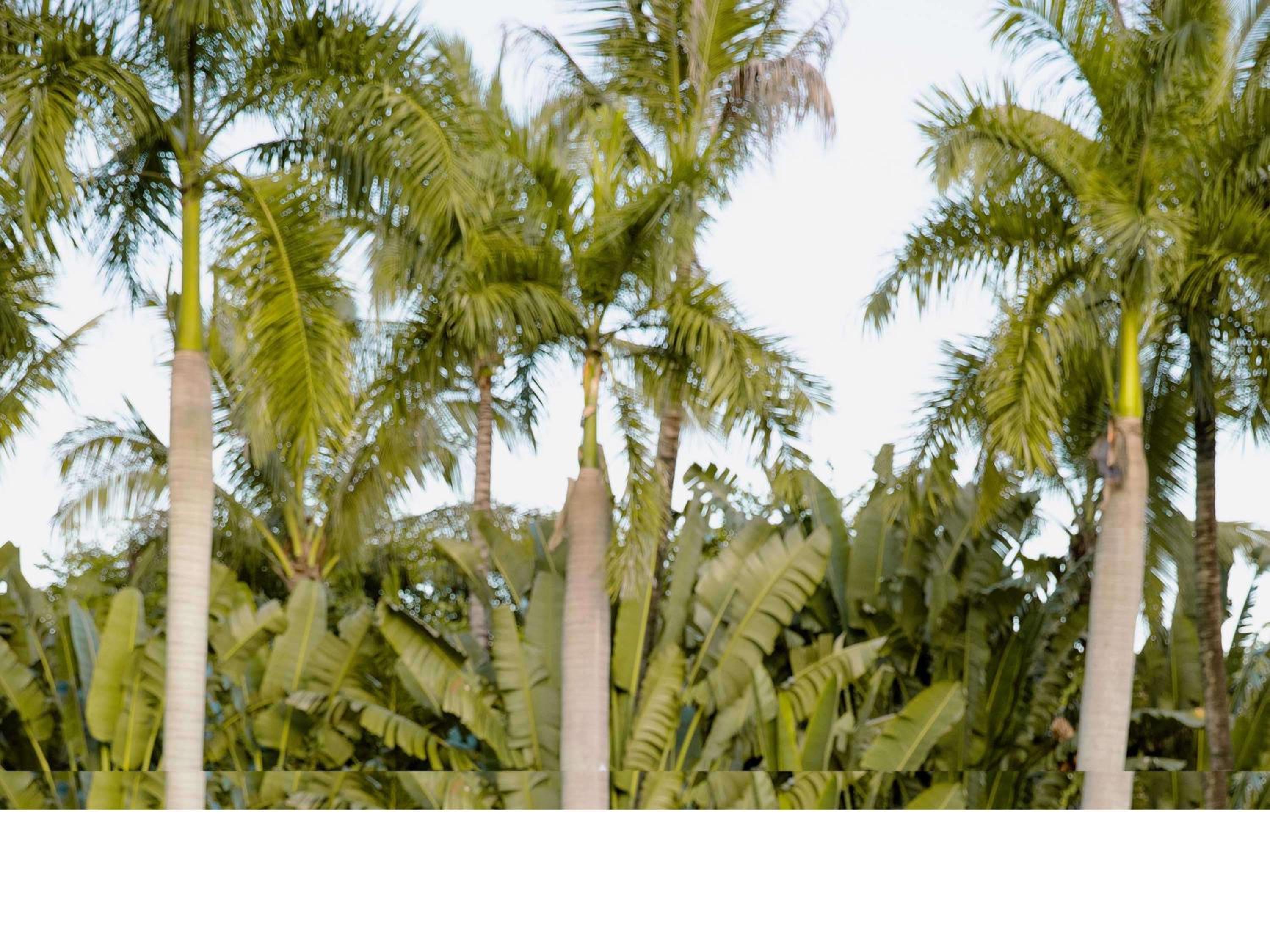 Pullman Resort Xishuangbanna