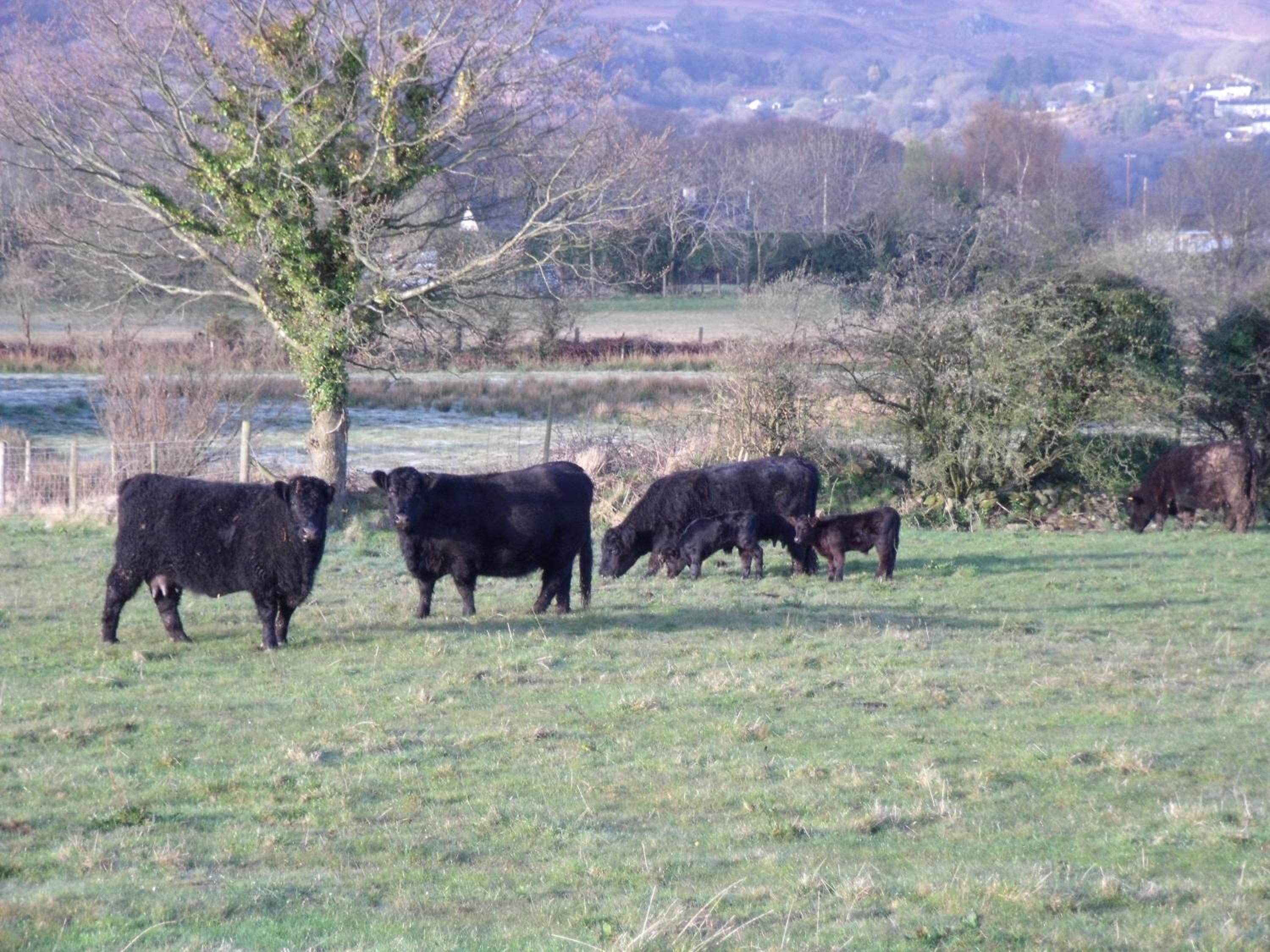 Perthi Uchaf view 4