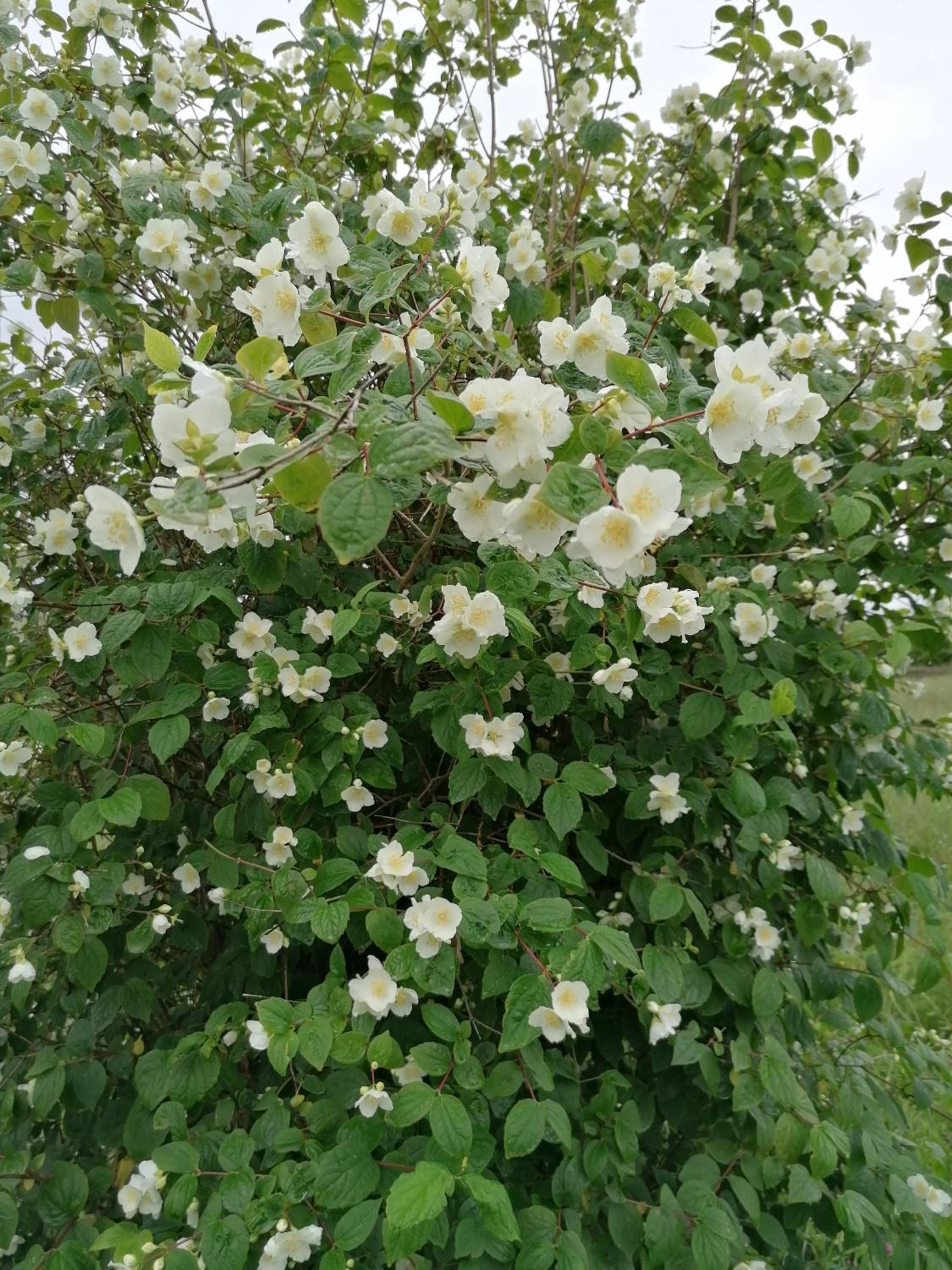 Photo 28