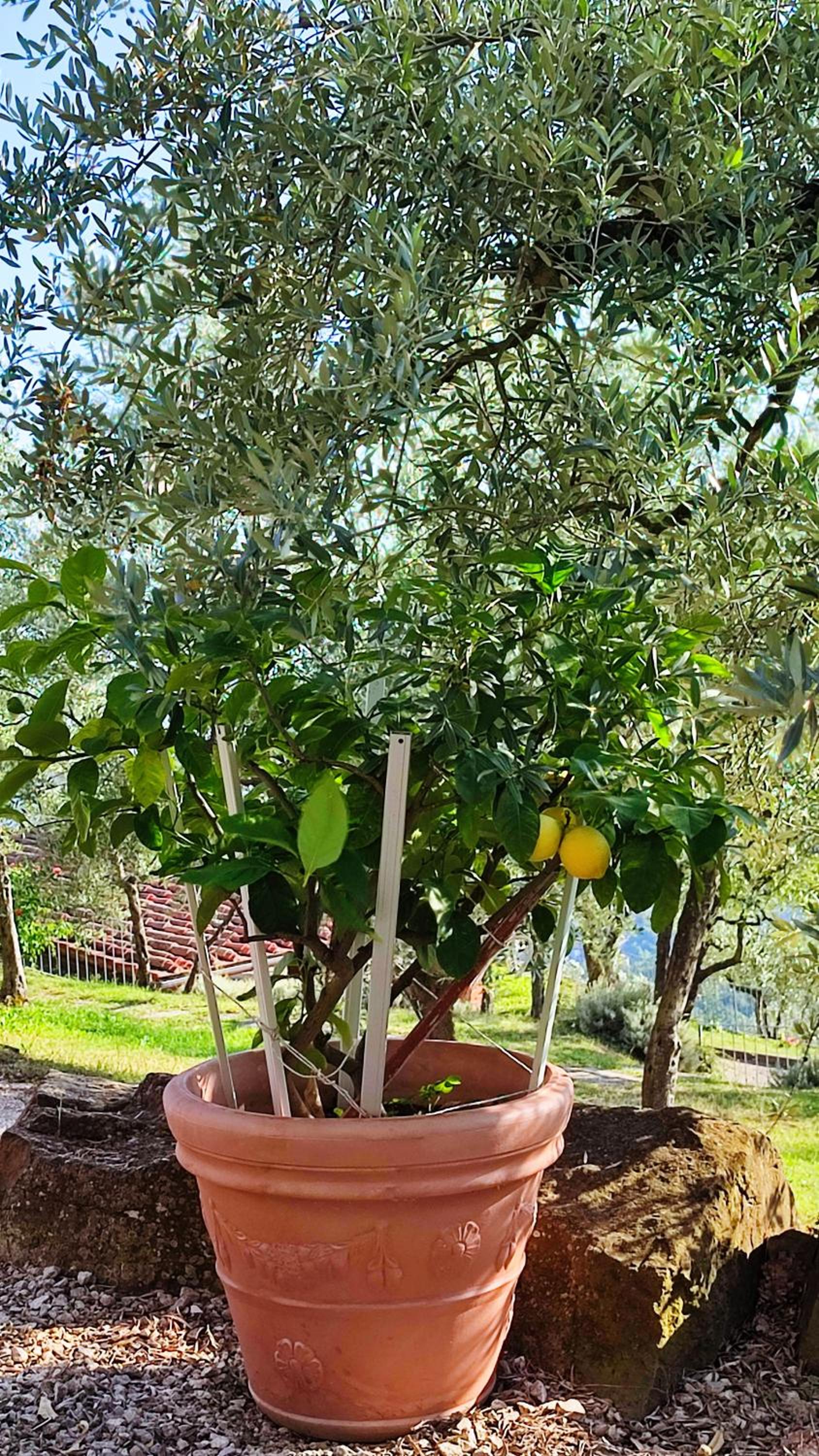 Agriturismo Cafaggio Primo