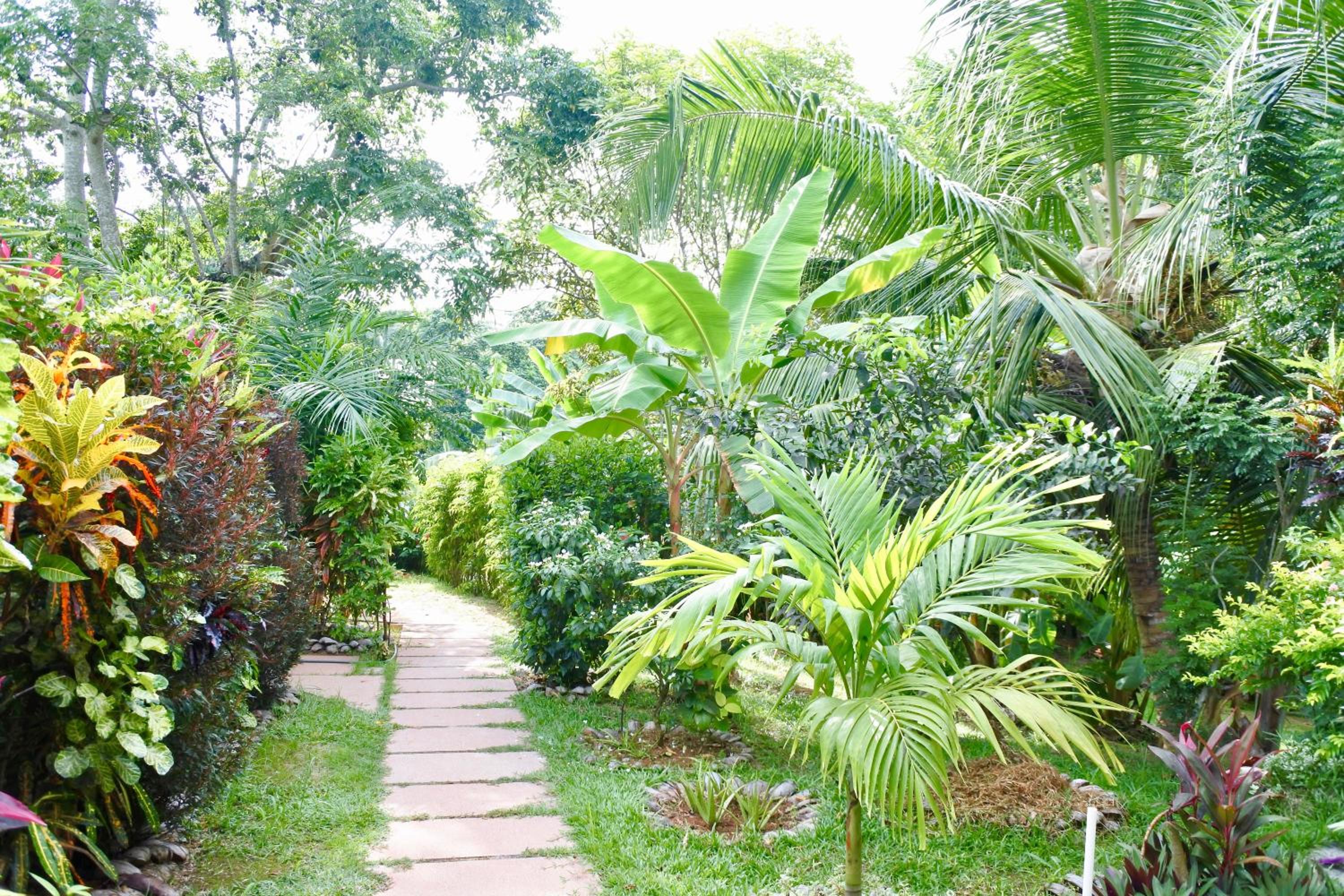 Cocotier du Rocher, photo 9