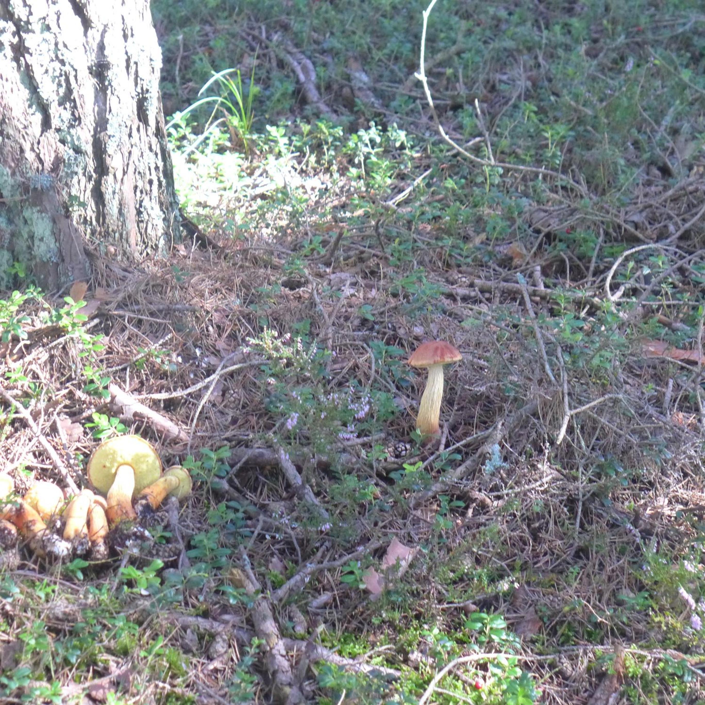 Photo 35