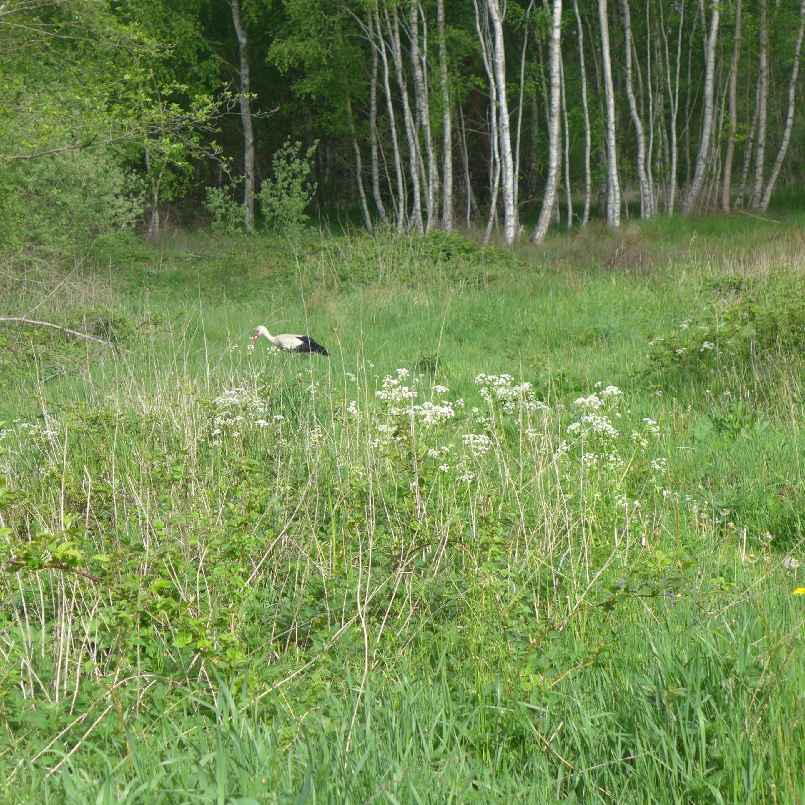 Photo 42