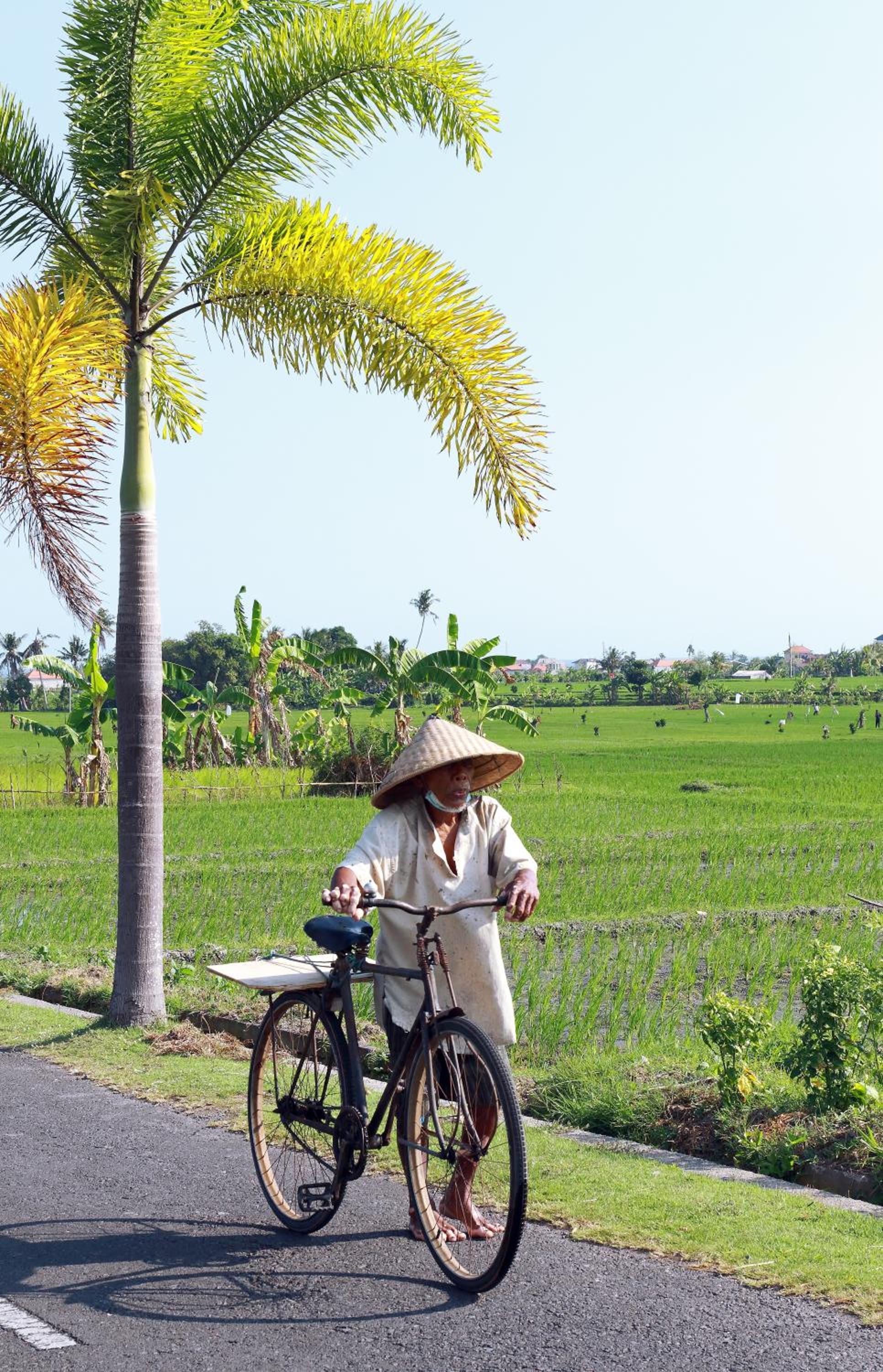 Tamu Seseh - Image 4