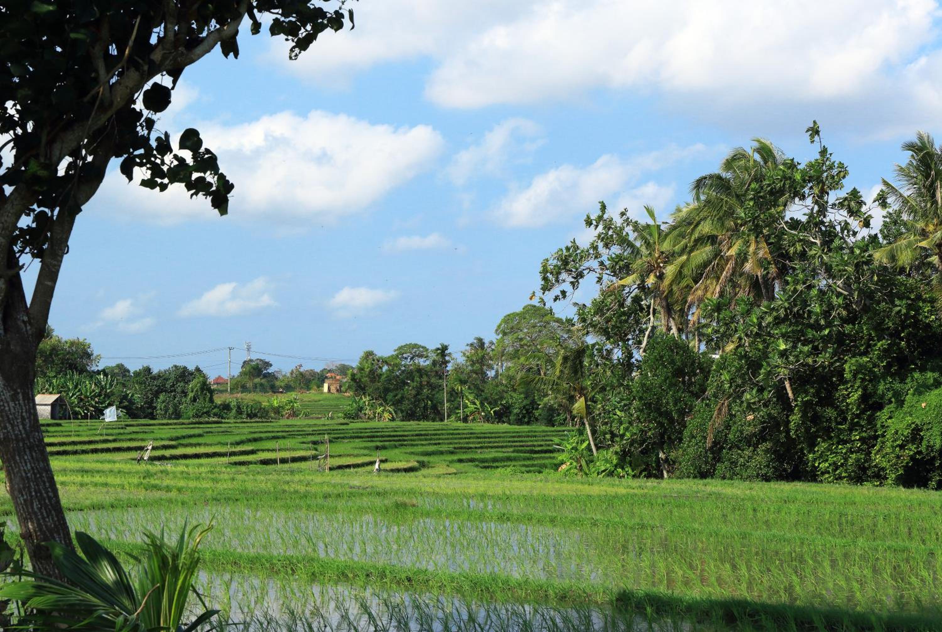 Tamu Seseh