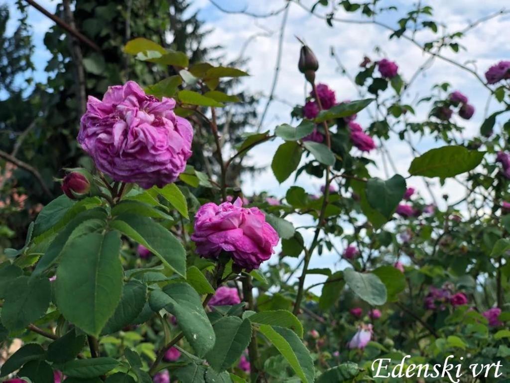 Photo 63