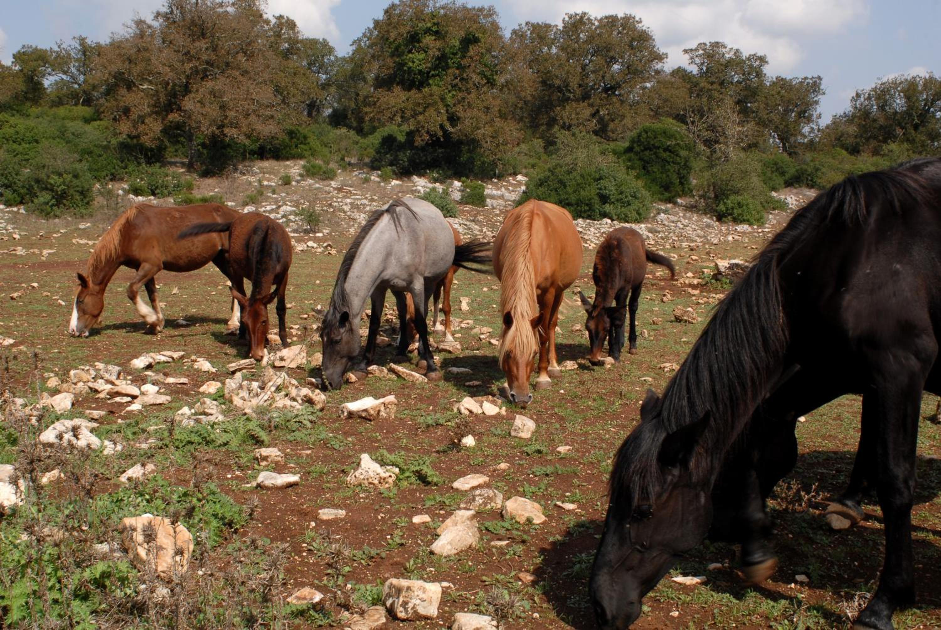 Agriturismo Iazzo Scagno