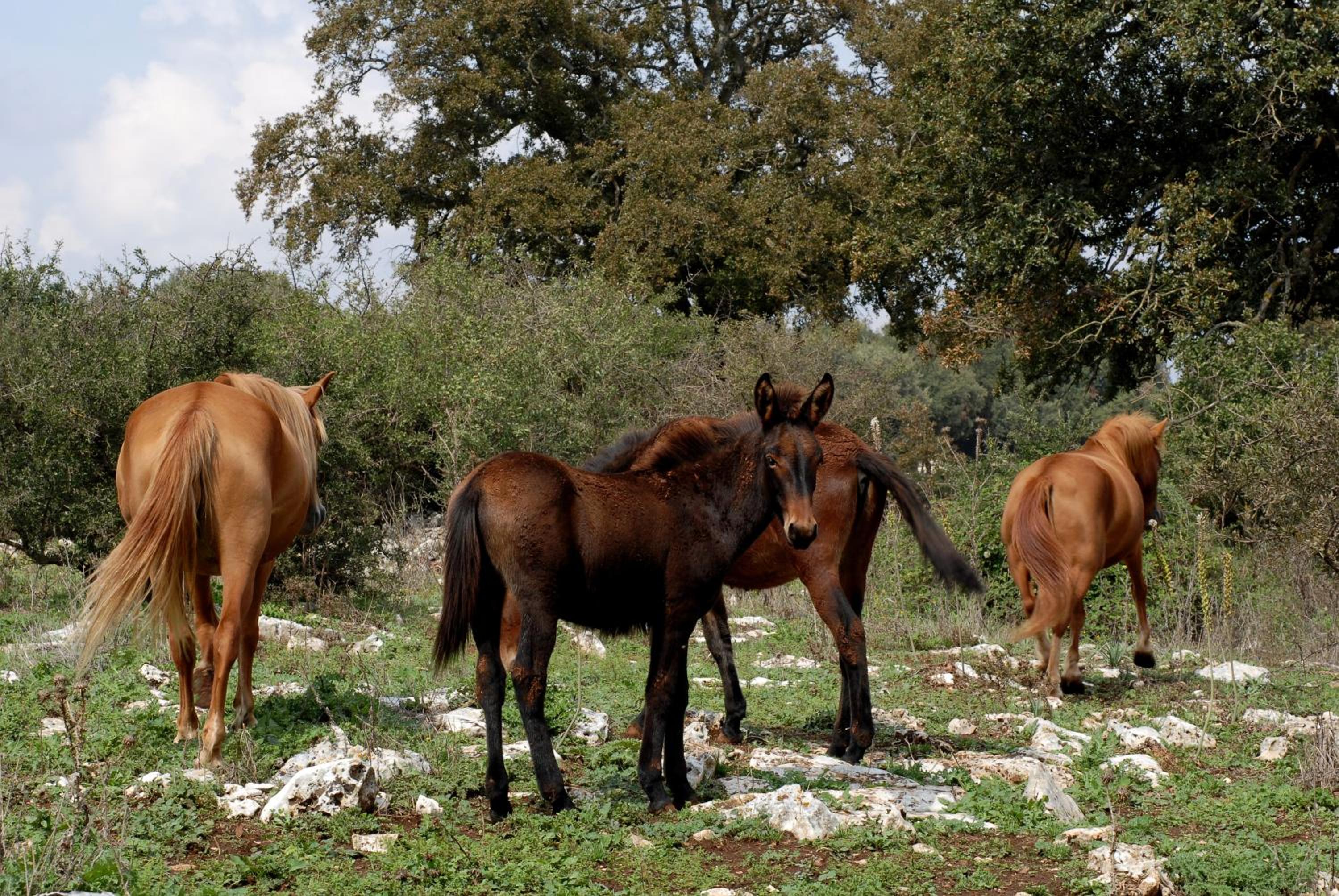 Agriturismo Iazzo Scagno