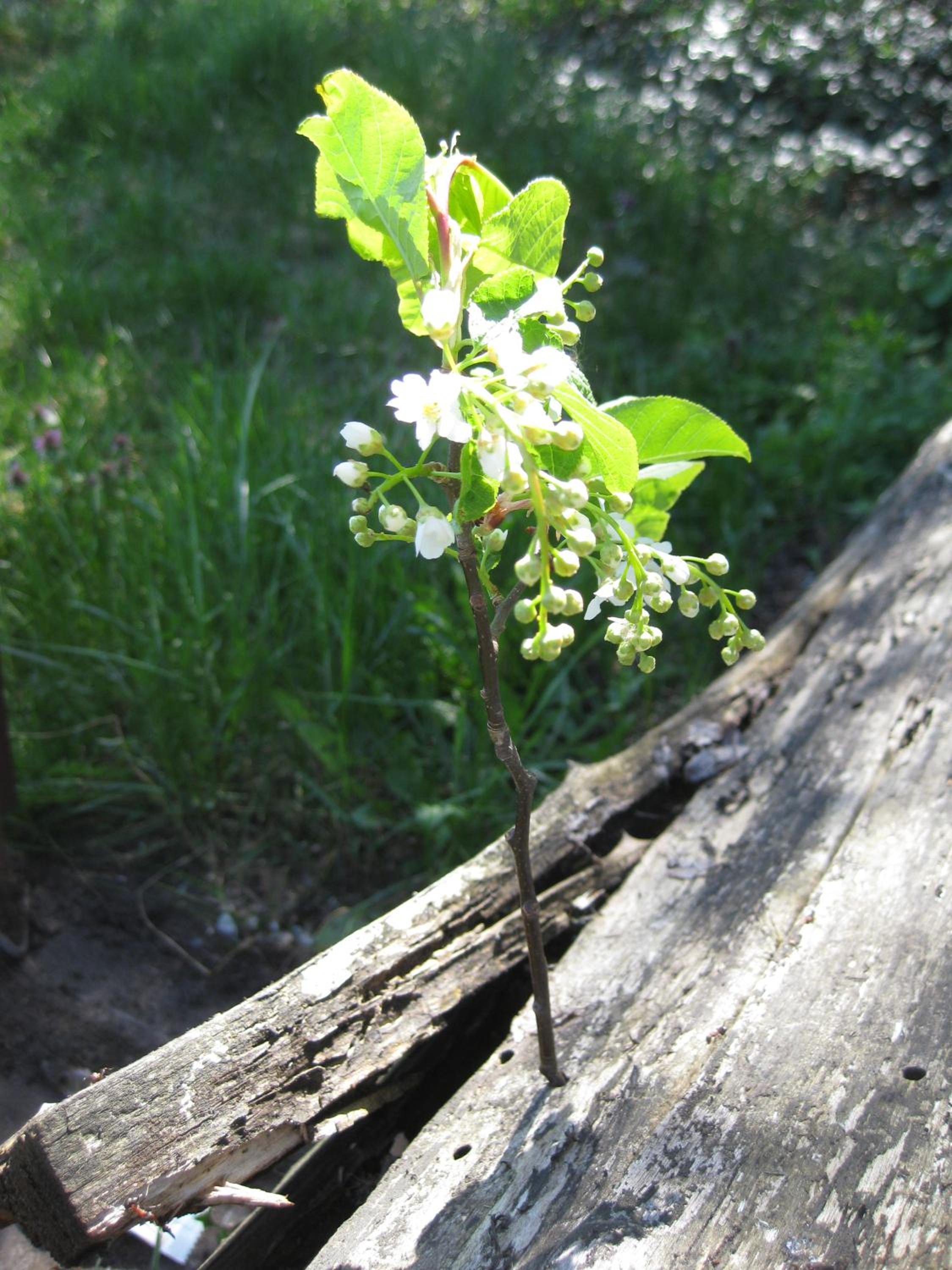 Photo 23