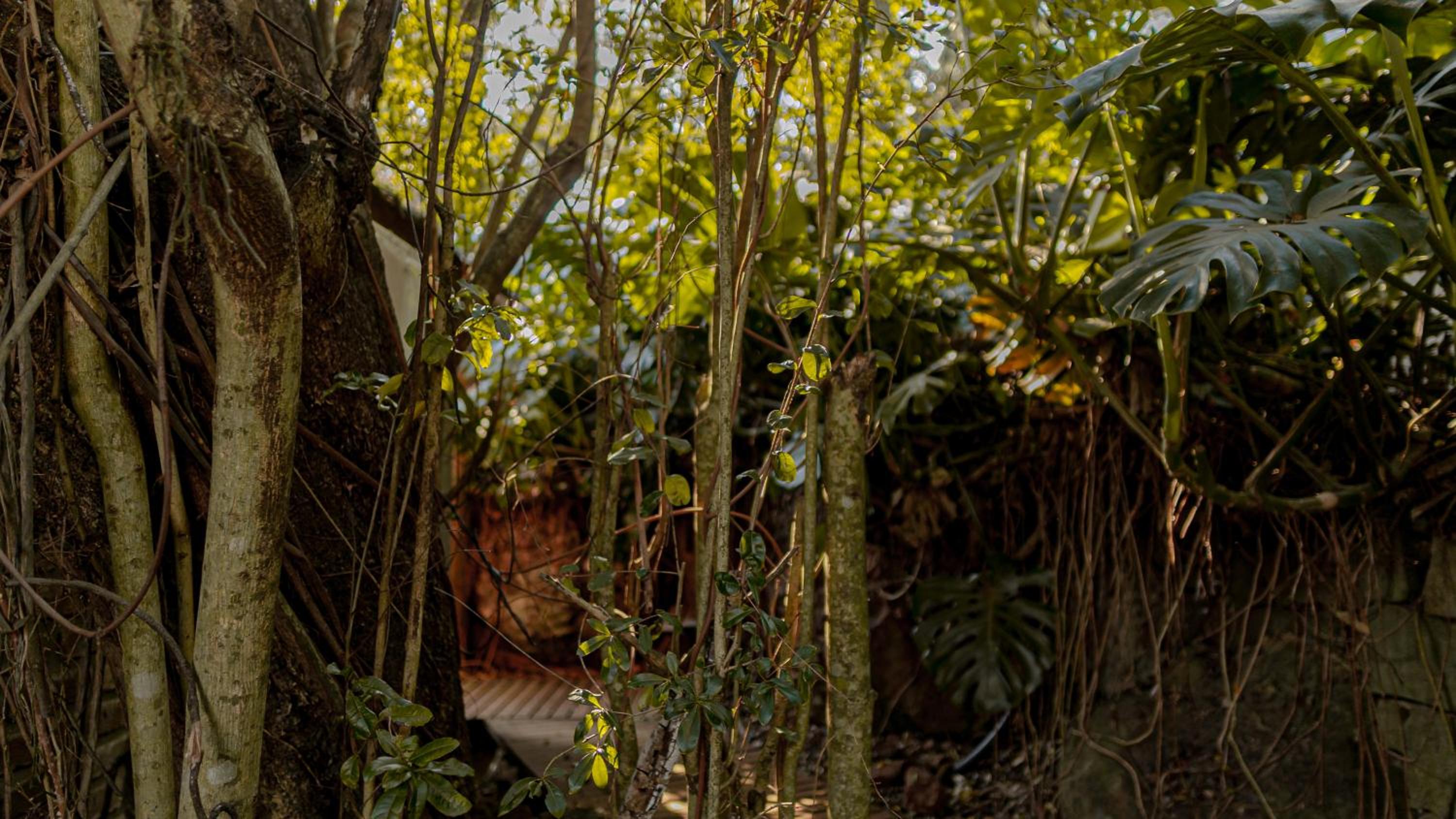 Descanso Verde