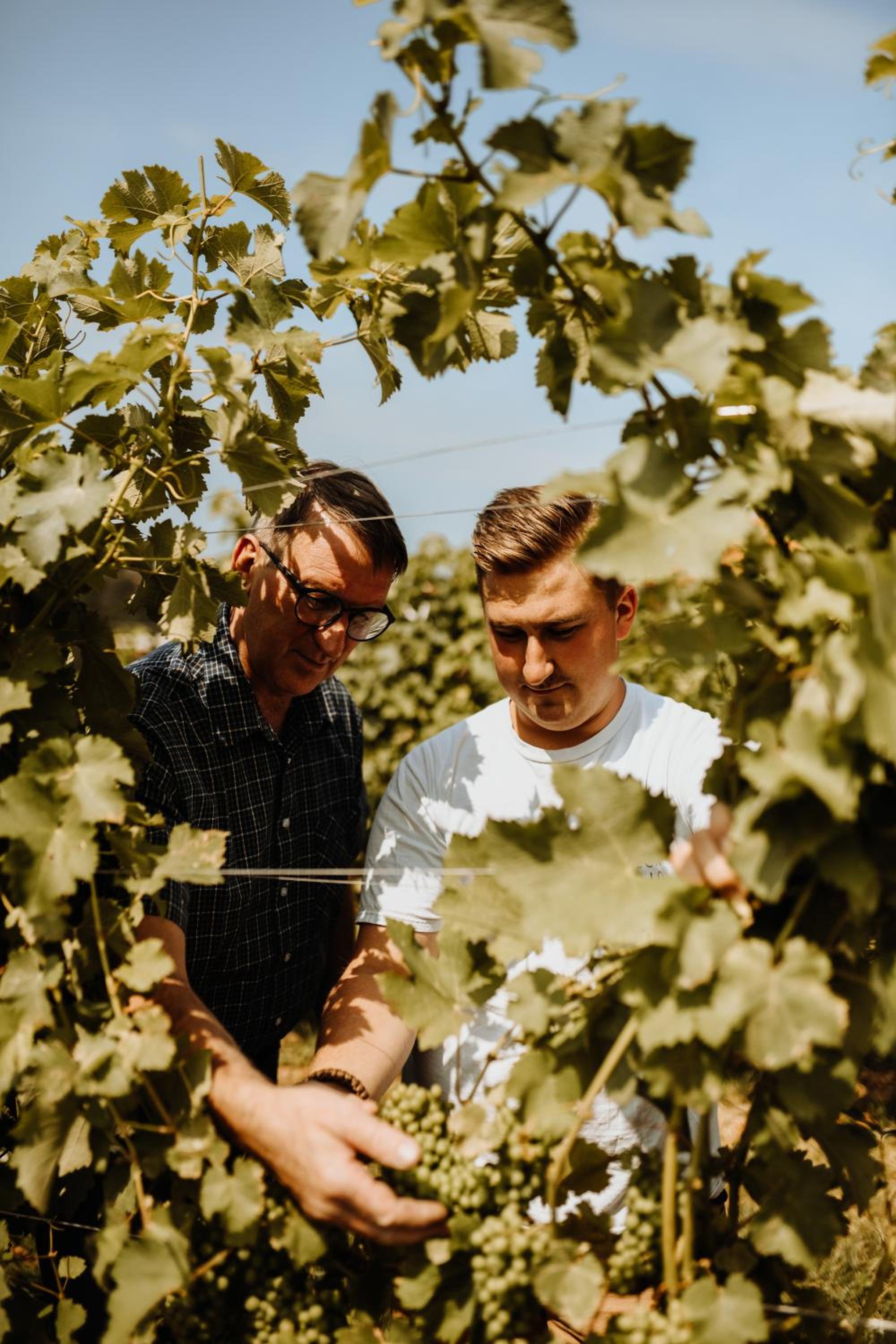 Kultur Weingut Kästenburg