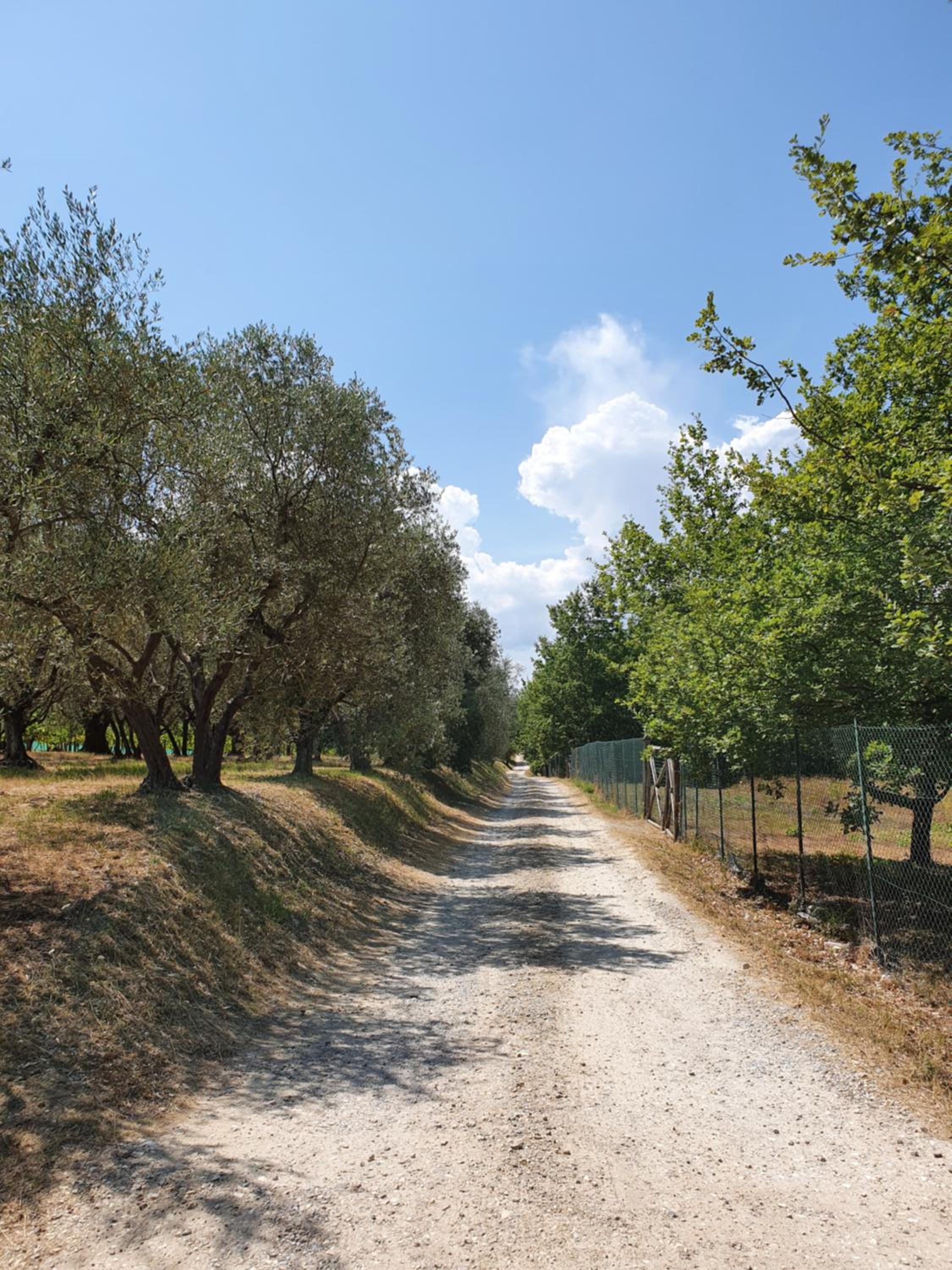 Sweet in Chianti