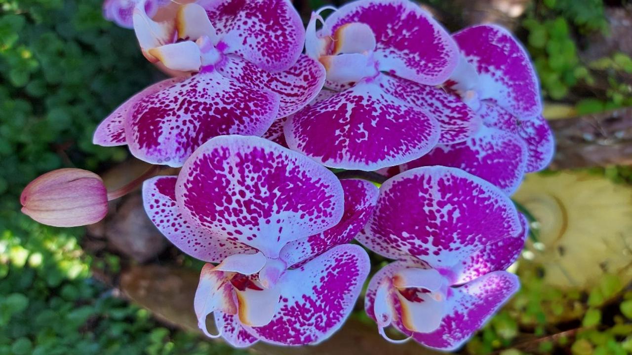 Eco Paradise Muriqui