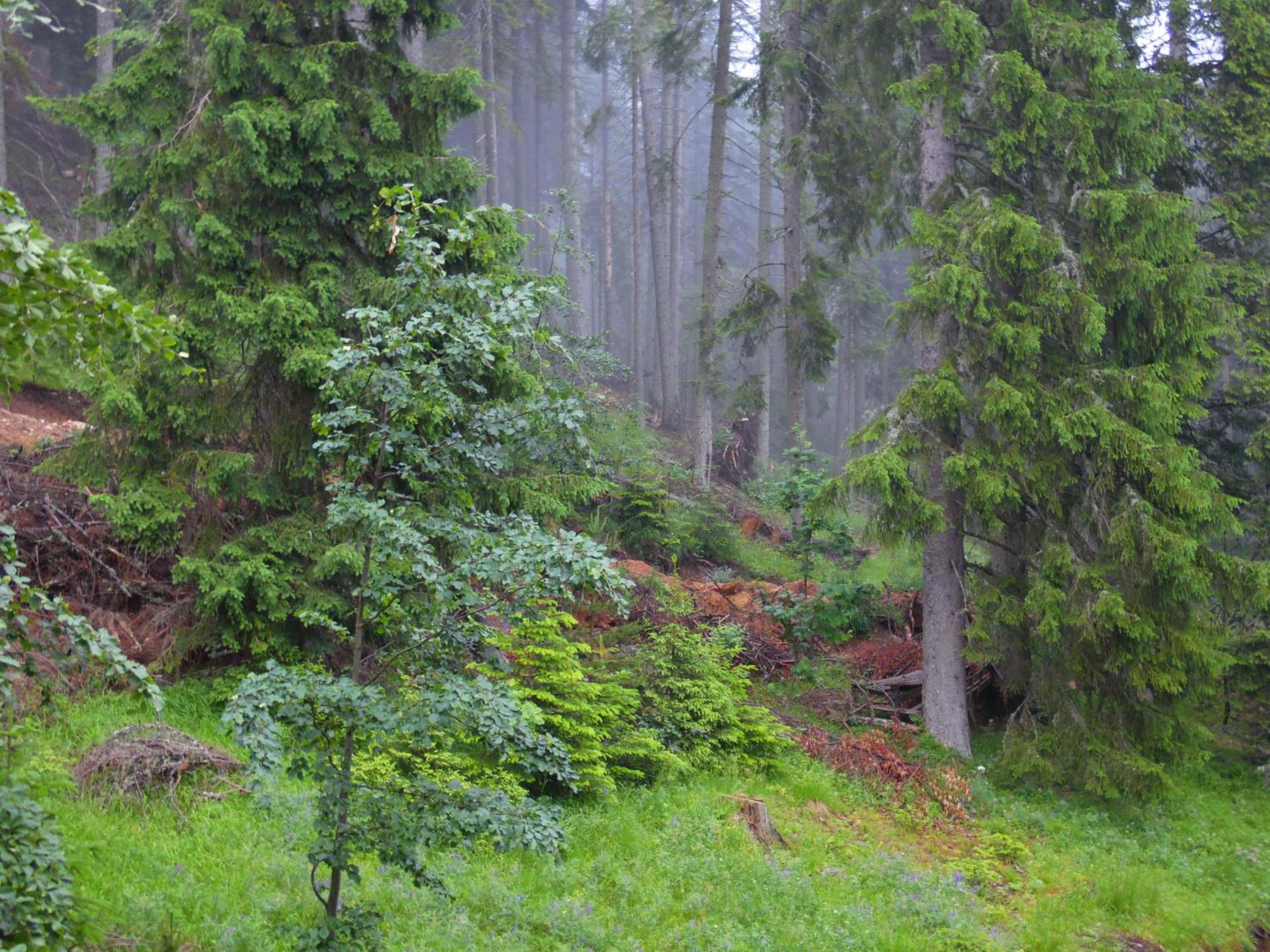 Deer's Home at Elit Pamporovo view 2