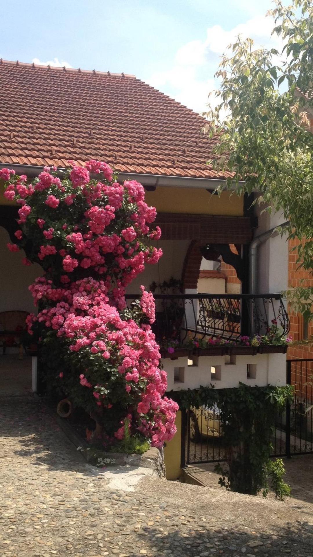 Apartments Dajčić