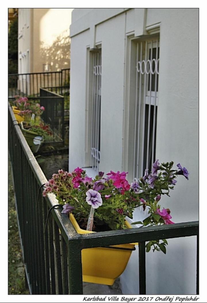 Apartmán Vila Bayer