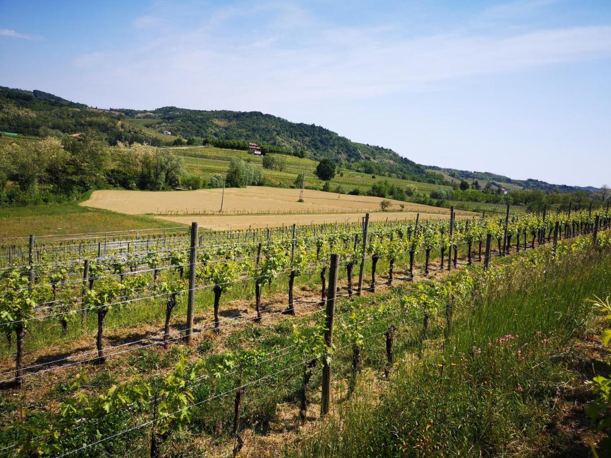 Pizzulin - Wine & Living photo 4